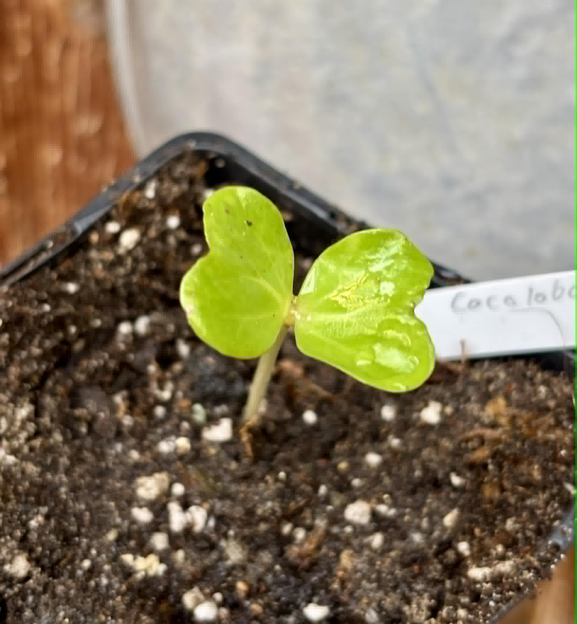 Sea Grape (Coccoloba uvifera)  -  1 potted seedling / 1 getopfter Sämling