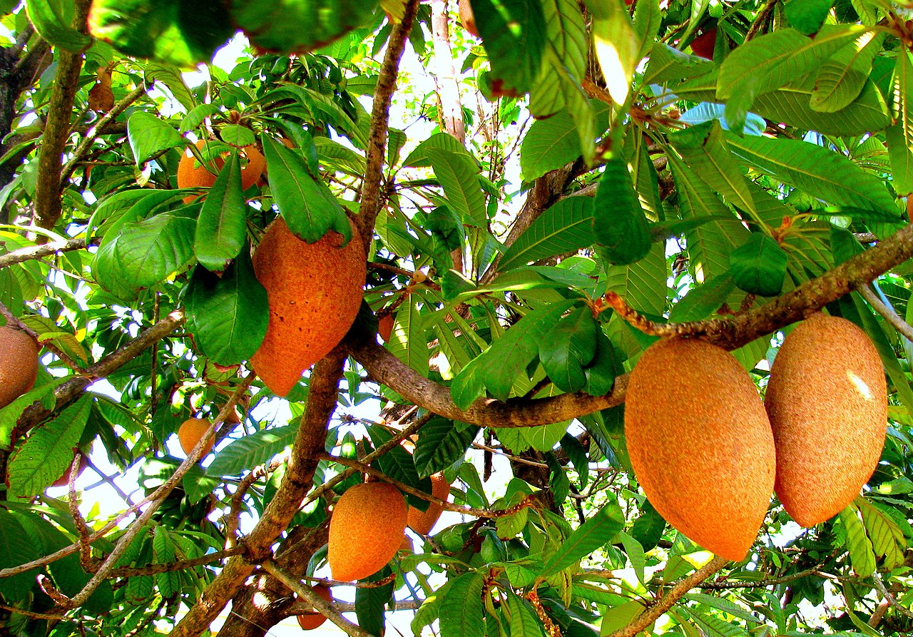 Pouteria sapota - Mamey Sapote - 1 fresh seed / 1 frischer Samen Pouteria sapota - Mamey Sapote - 1 fresh seed / 1 frischer Samen