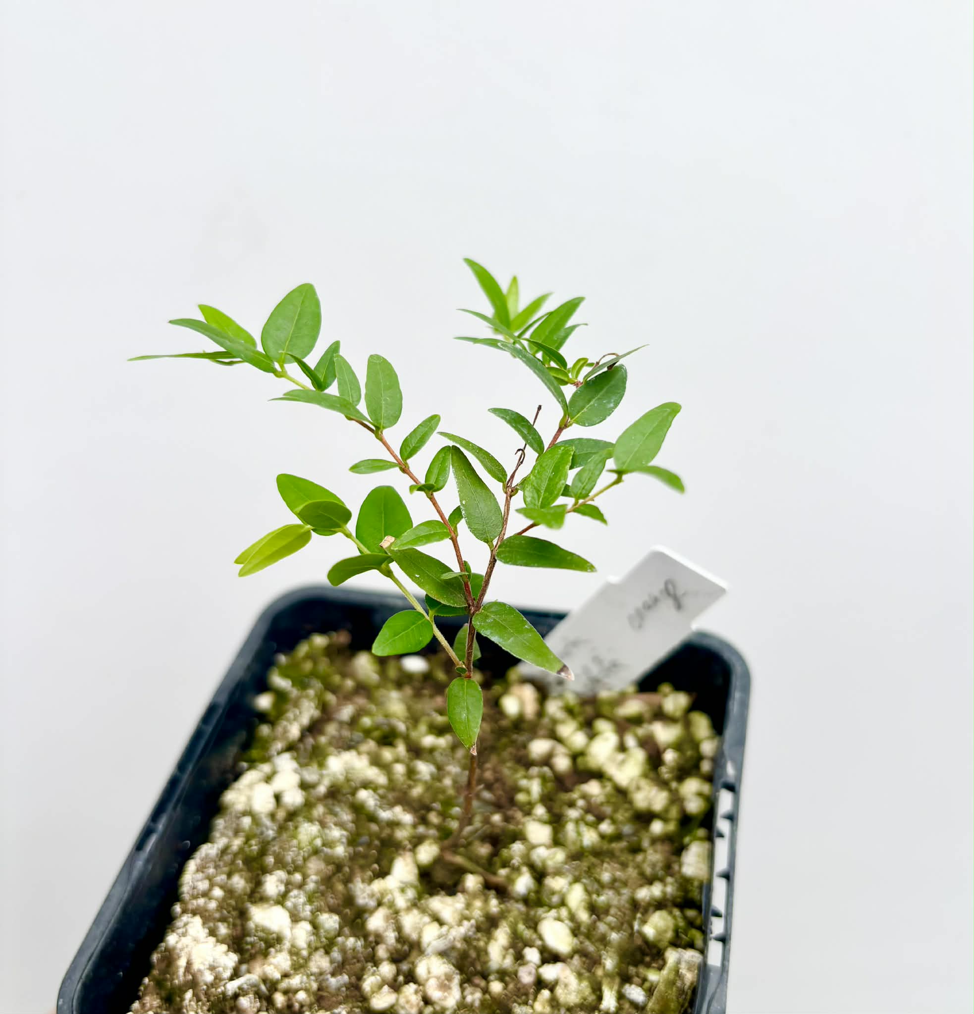 Myrciaria cuspidata ORANGE - 1 potted seedling / 1 getopfter Sämling