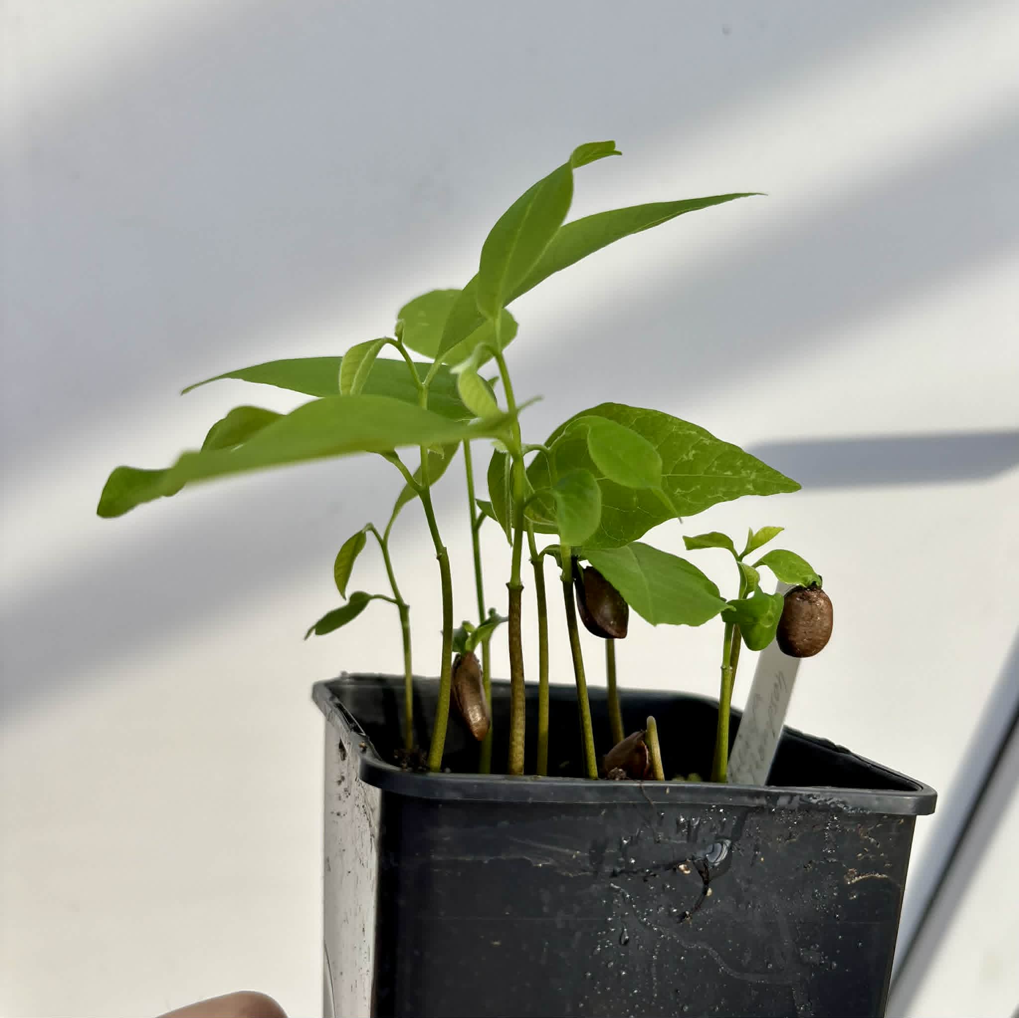 10 in 1 pot - Atemoya Thompson - 10 seedlings in one pot / 10 Sämlinge in einem Topf