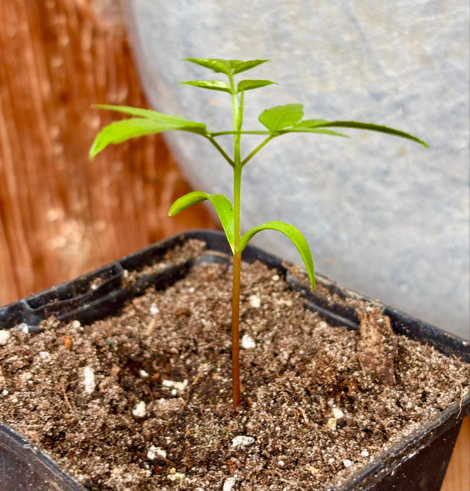 Spondias dulcis - 1 small potted seedling / 1 kleiner, getopfter Sämling Spondias dulcis - 1 small potted seedling / 1 kleiner, getopfter Sämling