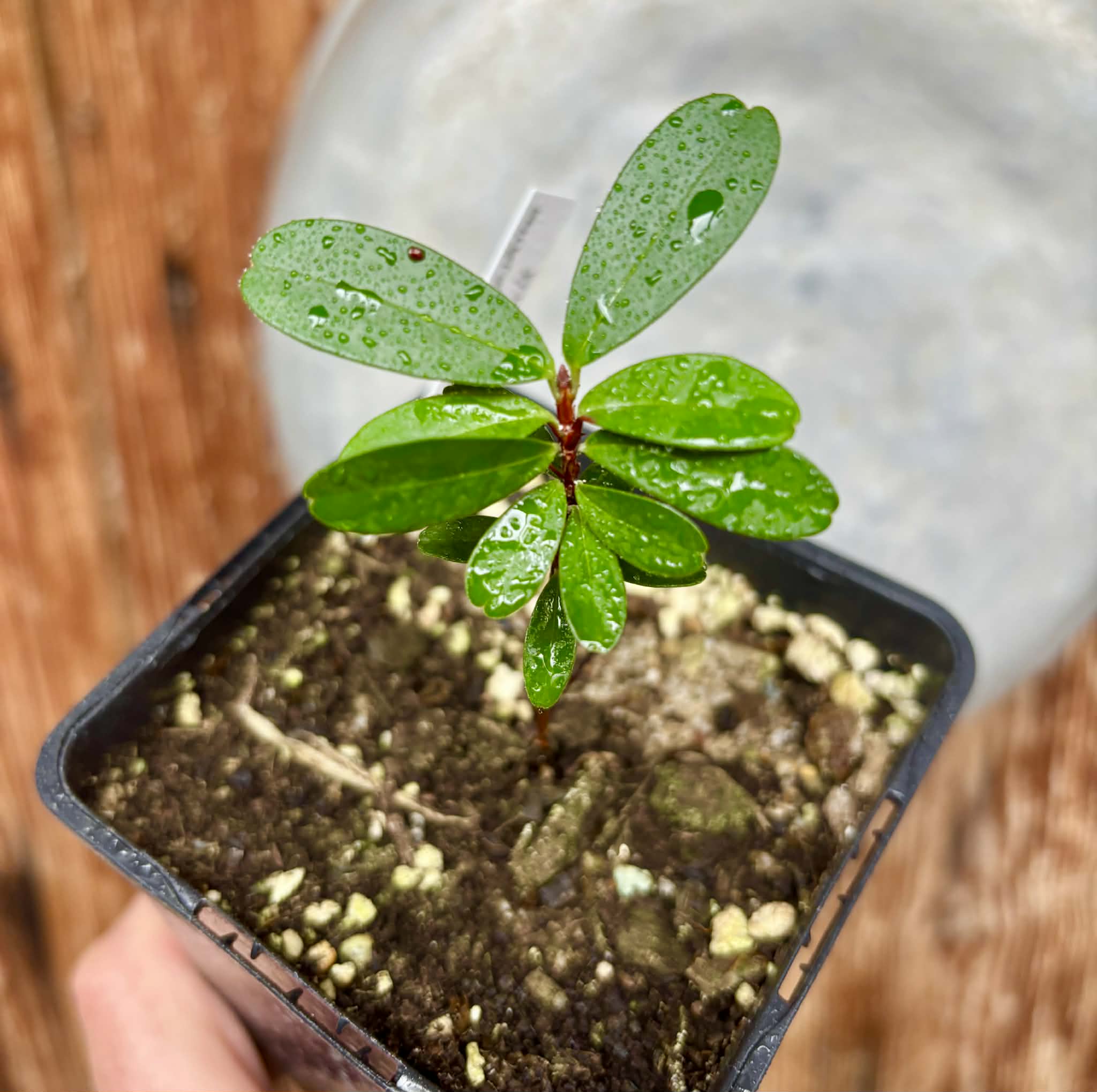 Eugenia ligustrina var. fluminensis - 1 potted seedling / 1 getopfter Sämling