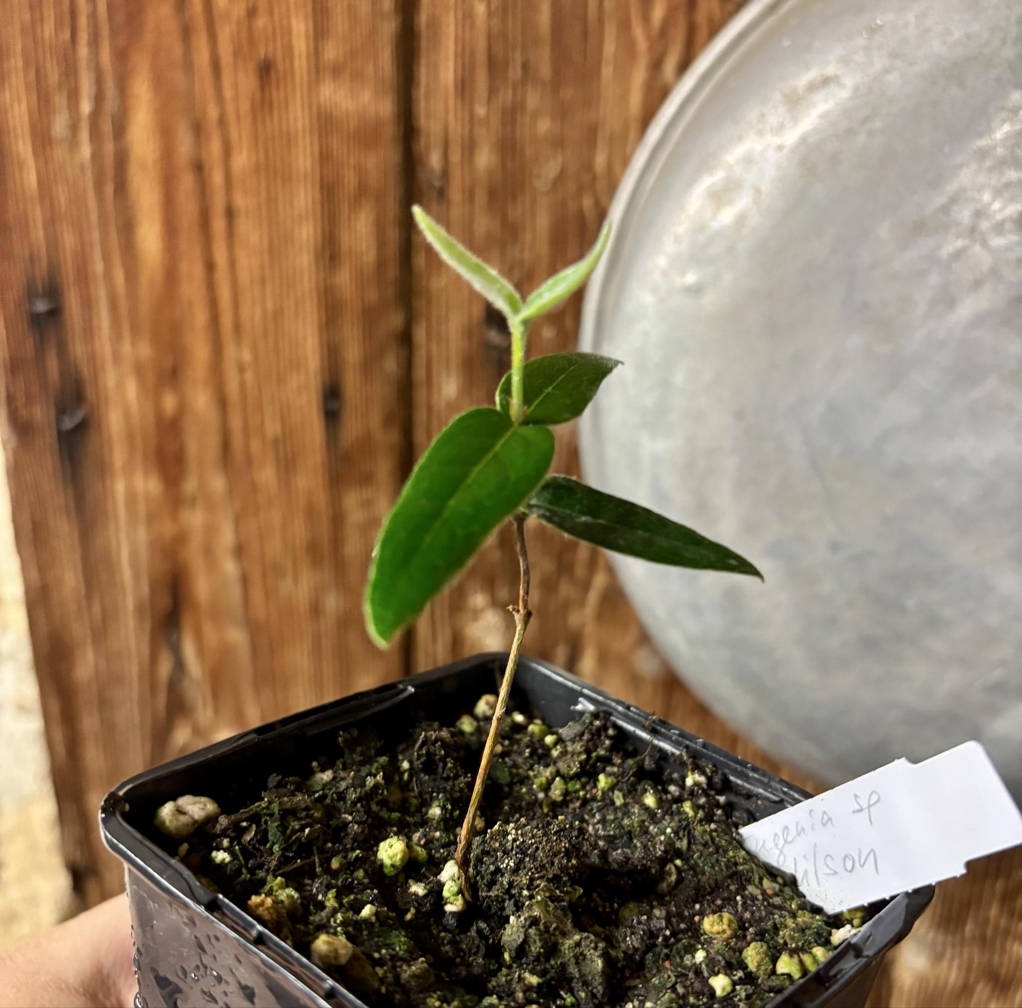 Eugenia sp Bahia Adilson - 1 small potted seedling / 1 kleiner, getopfter Sämling