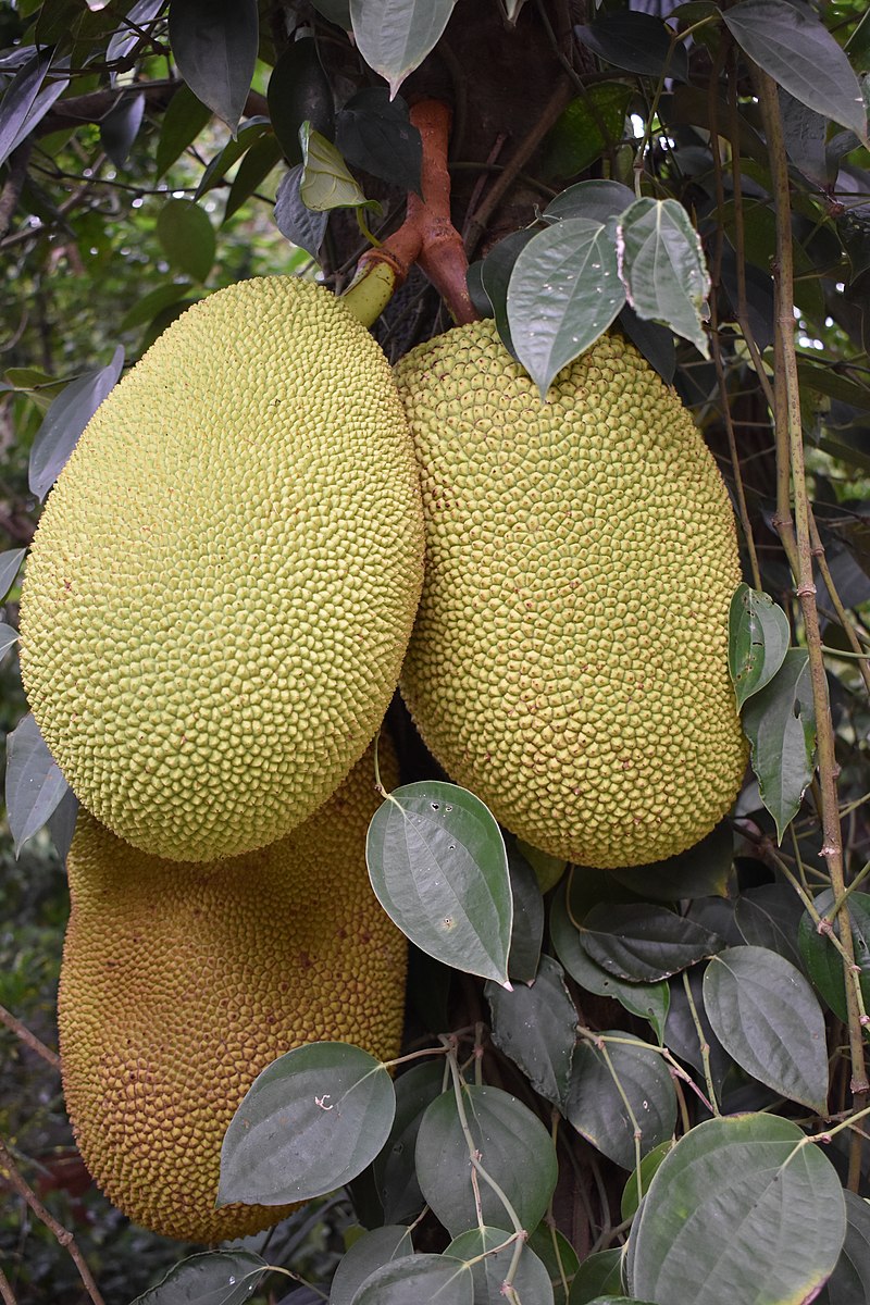 Jackfruit (Artocarpus heterophyllus) 1 potted plant / 1 getopfte Pflanze Jackfruit (Artocarpus heterophyllus) 1 potted plant / 1 getopfte Pflanze
