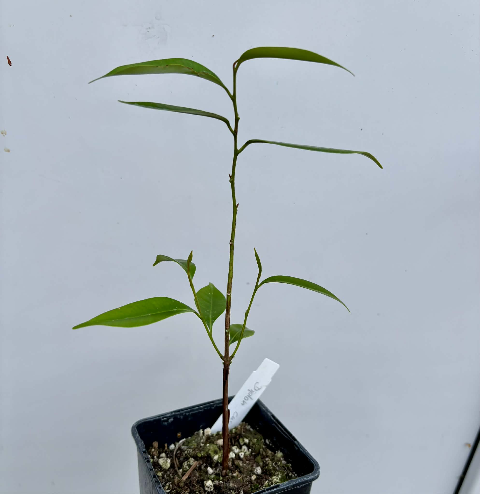 Diploon cuspidatum  -  1 potted seedling / 1 getopfter Sämling