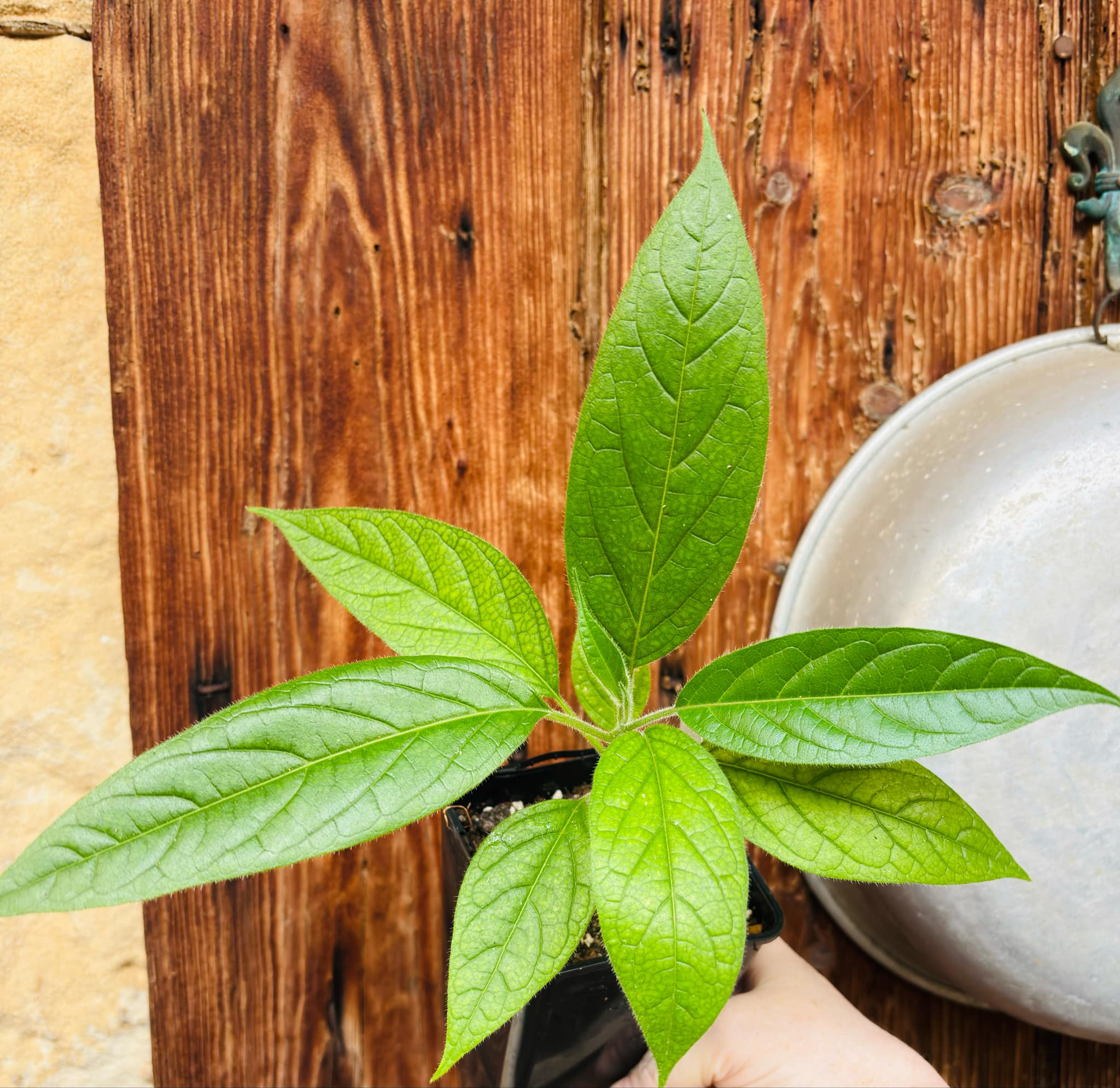 Solanum luridifuscescens - Tomatao Verde Piloso - 1 small potted seedling / 1 kleiner, getopfter Sämling Solanum luridifuscescens - Tomatao Verde Piloso - 1 small potted seedling / 1 kleiner, getopfter Sämling