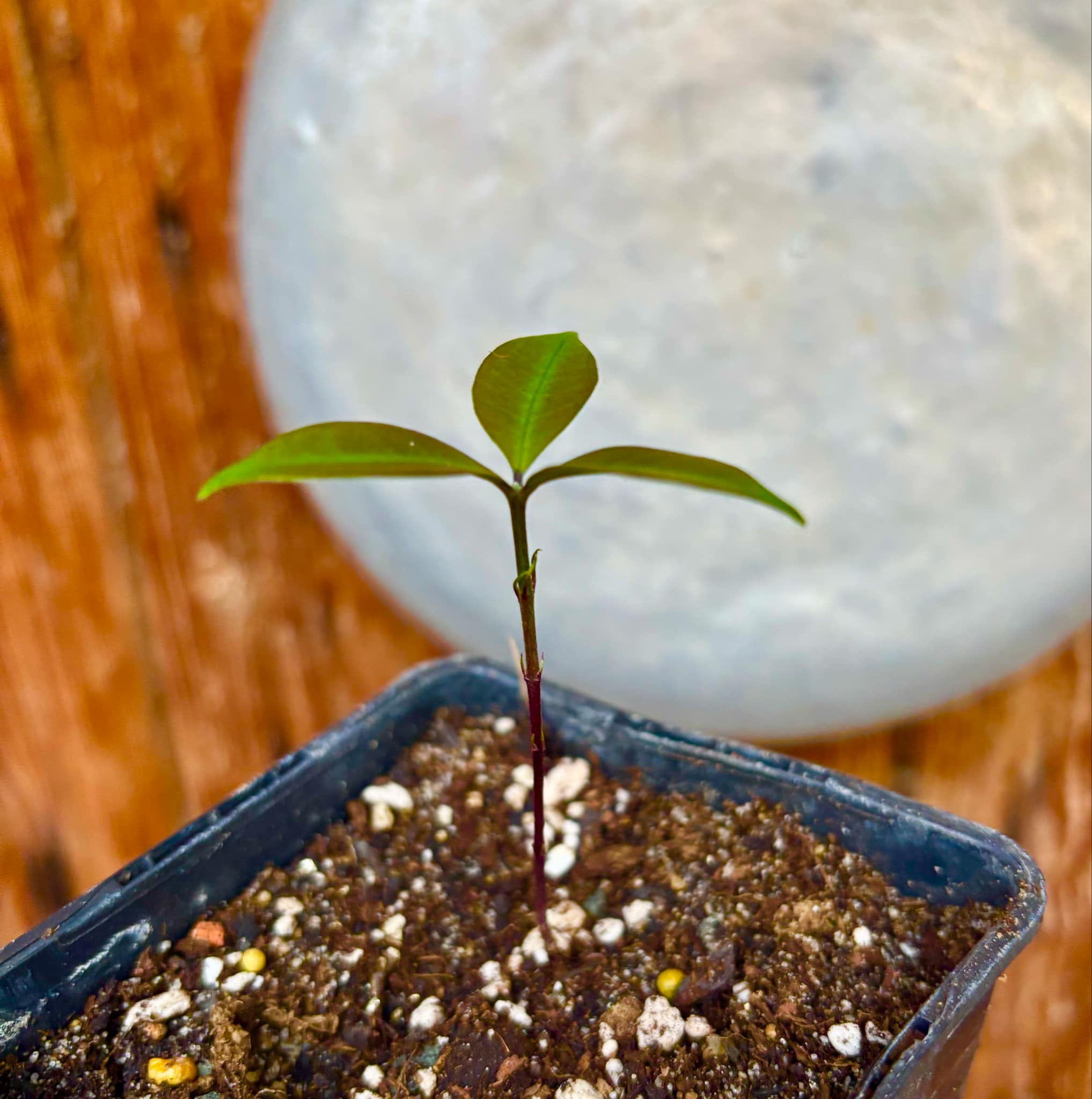 Eugenia sp Sementes branca Polpa roxa -  1 small potted seedling / 1 kleiner, getopfter Sämling
