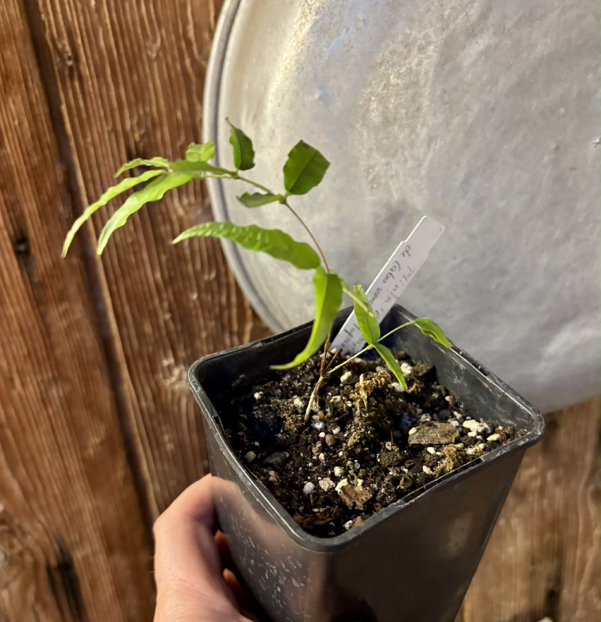 Plinia sp Rajada Cabo longo verde Tupinamba - Jaboticaba -  1 potted seedling / 1 getopfter Sämling