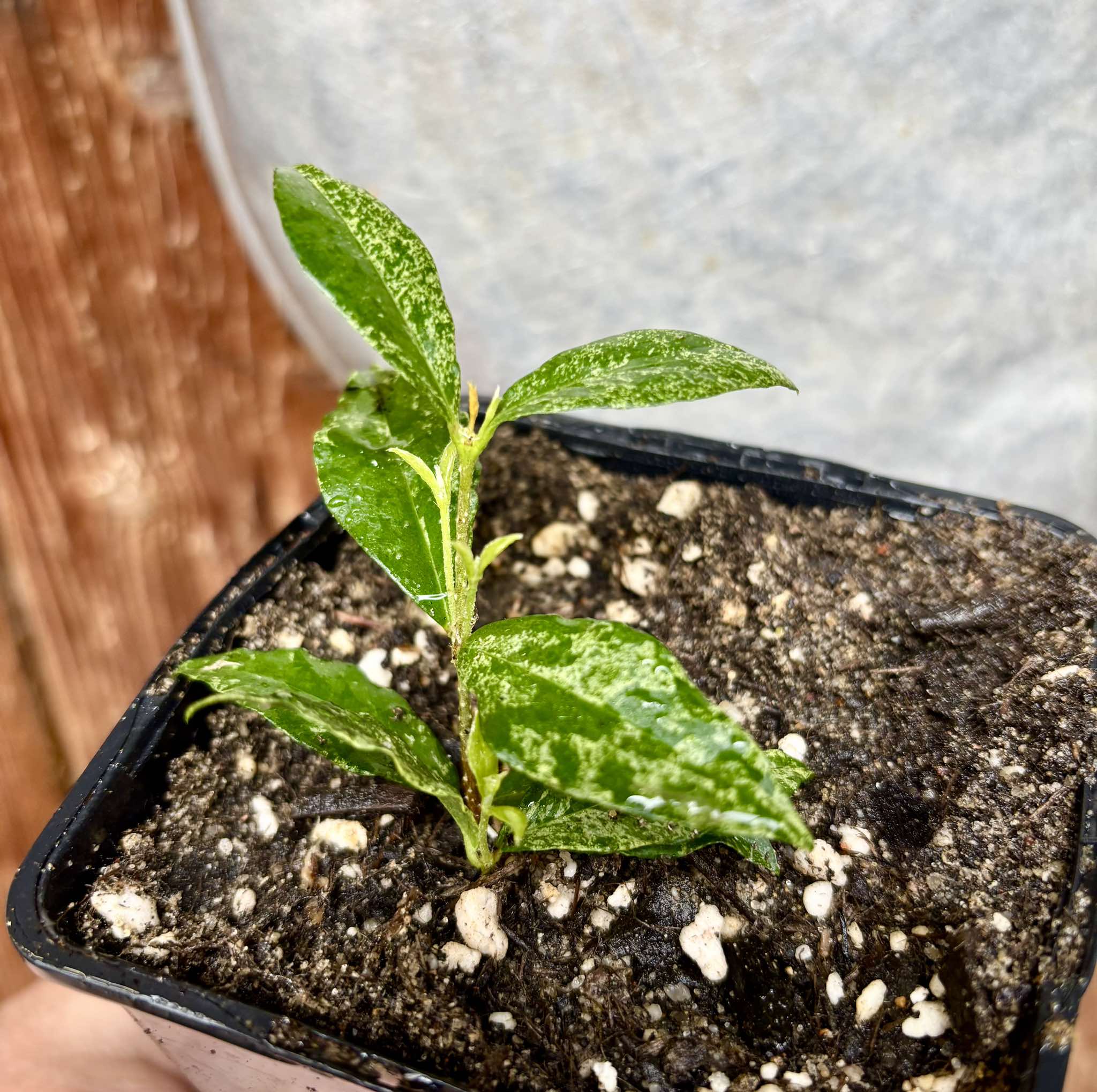 variegated Acerola (Malpighia glabra) rooted cutting - 1 potted rooted cutting / 1 getopfter, bewurzelter Steckling