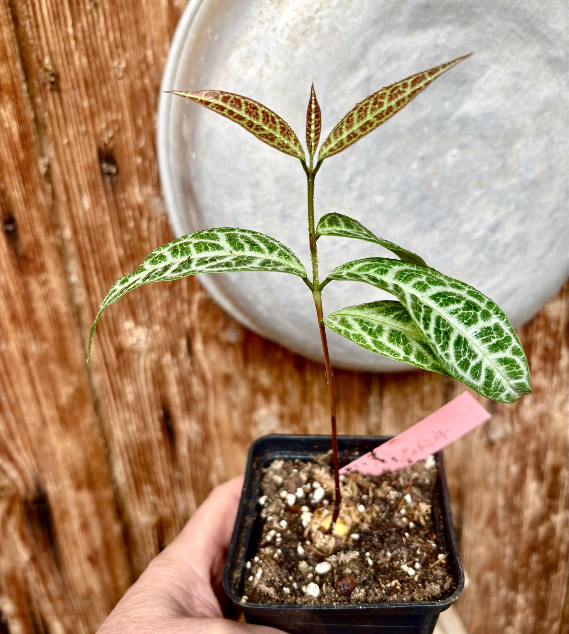 Eugenia sp Labisia Nr. A -  1 potted plant / 1 getopfte Pflanze