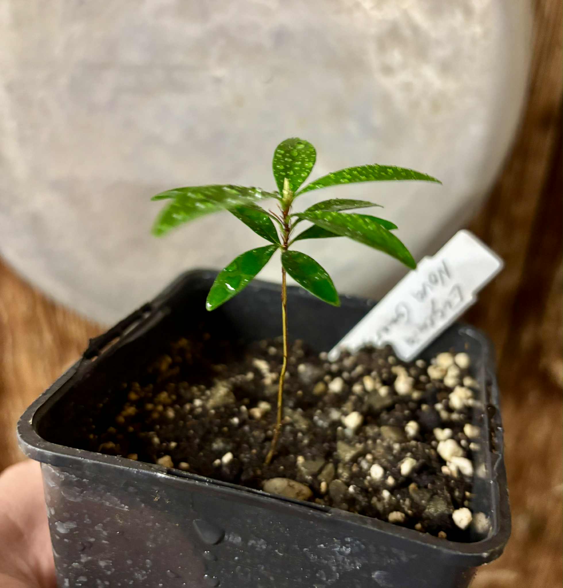 Eugenia sp Nova Rio Guari - 1 potted seedling / 1 getopfter Sämling