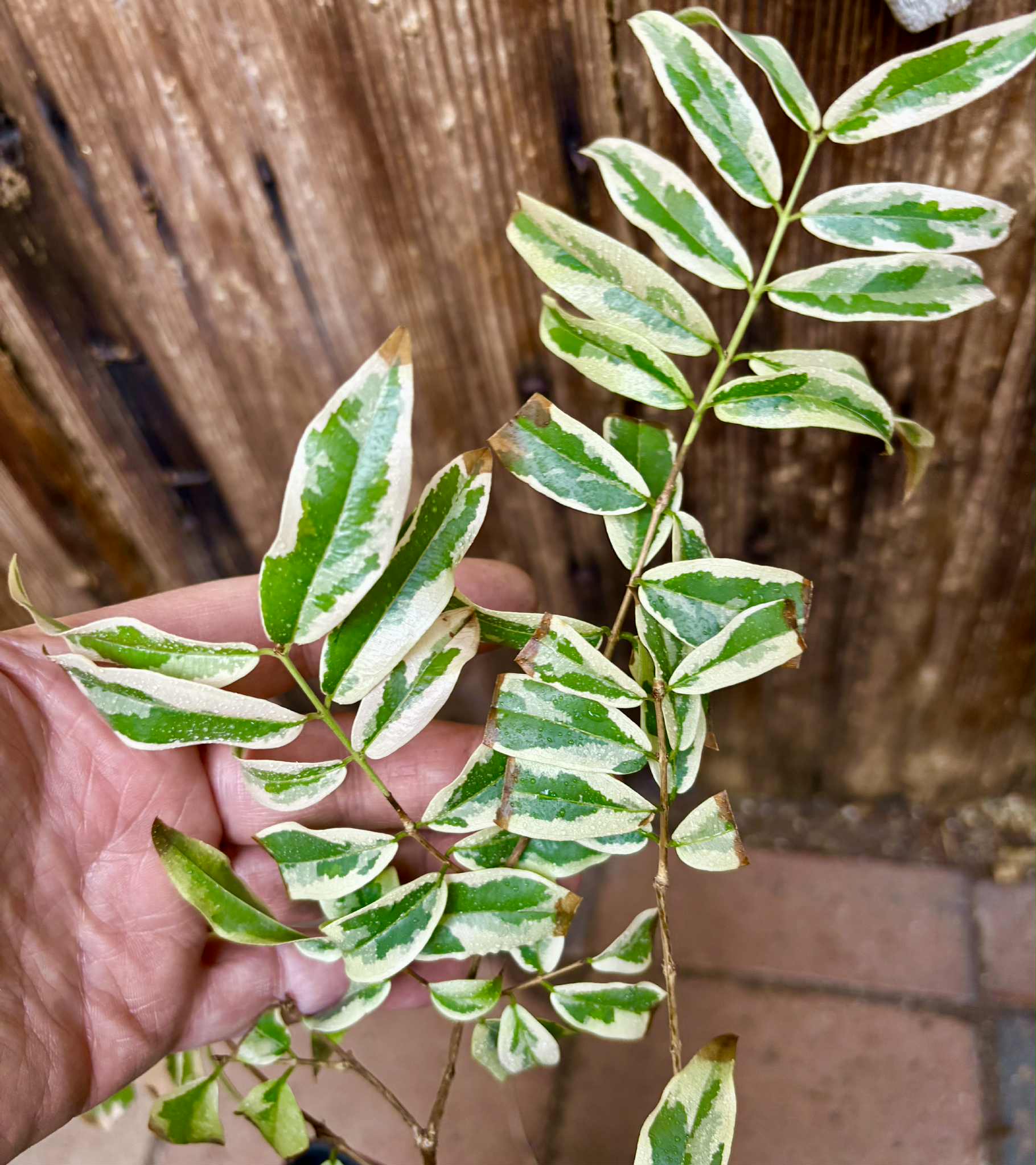 variegated Jaboticaba "Paulista" grafted -   1 potted plant / 1 getopfte Pflanze