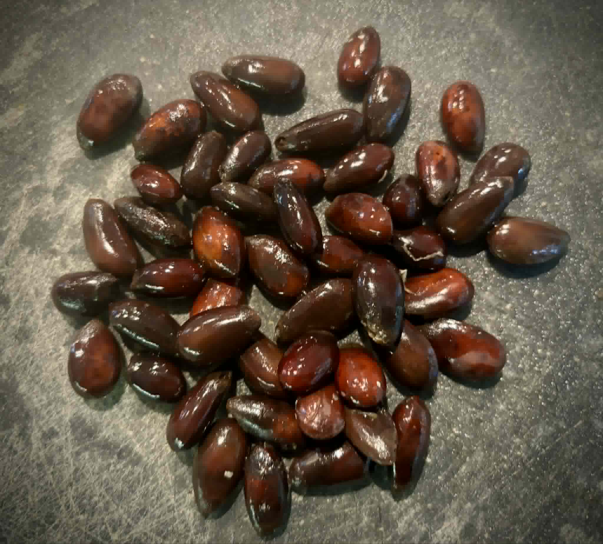 50 seeds - Annona crassiflora - Marolo - 50 fresh seeds / 50 frische Samen