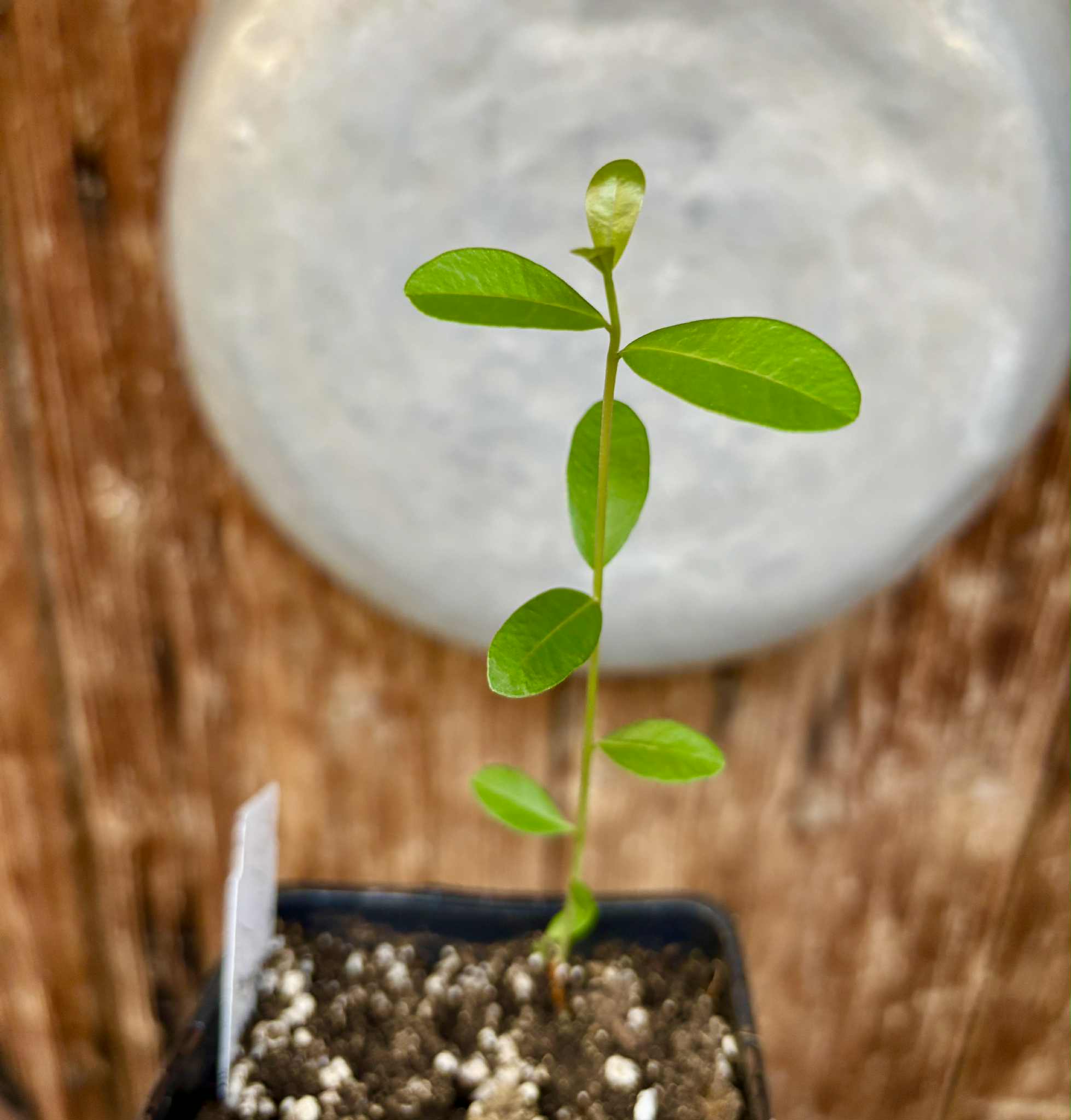 Syzygium cordatum - Water berry - 1 potted seedling / 1 getopfter Sämling