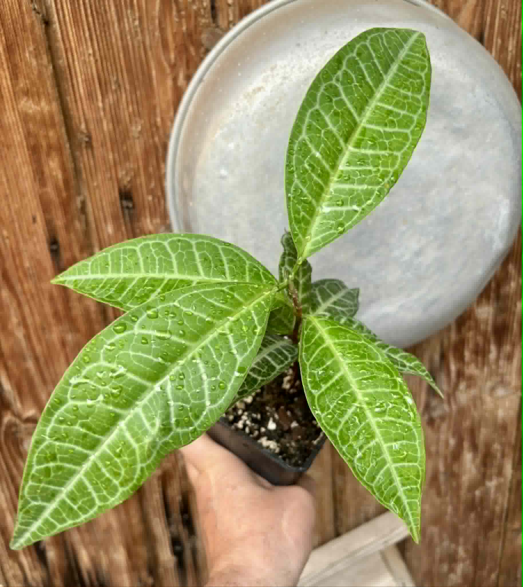 Eugenia sp Labisia -  1 potted plant / 1 getopfte Pflanze