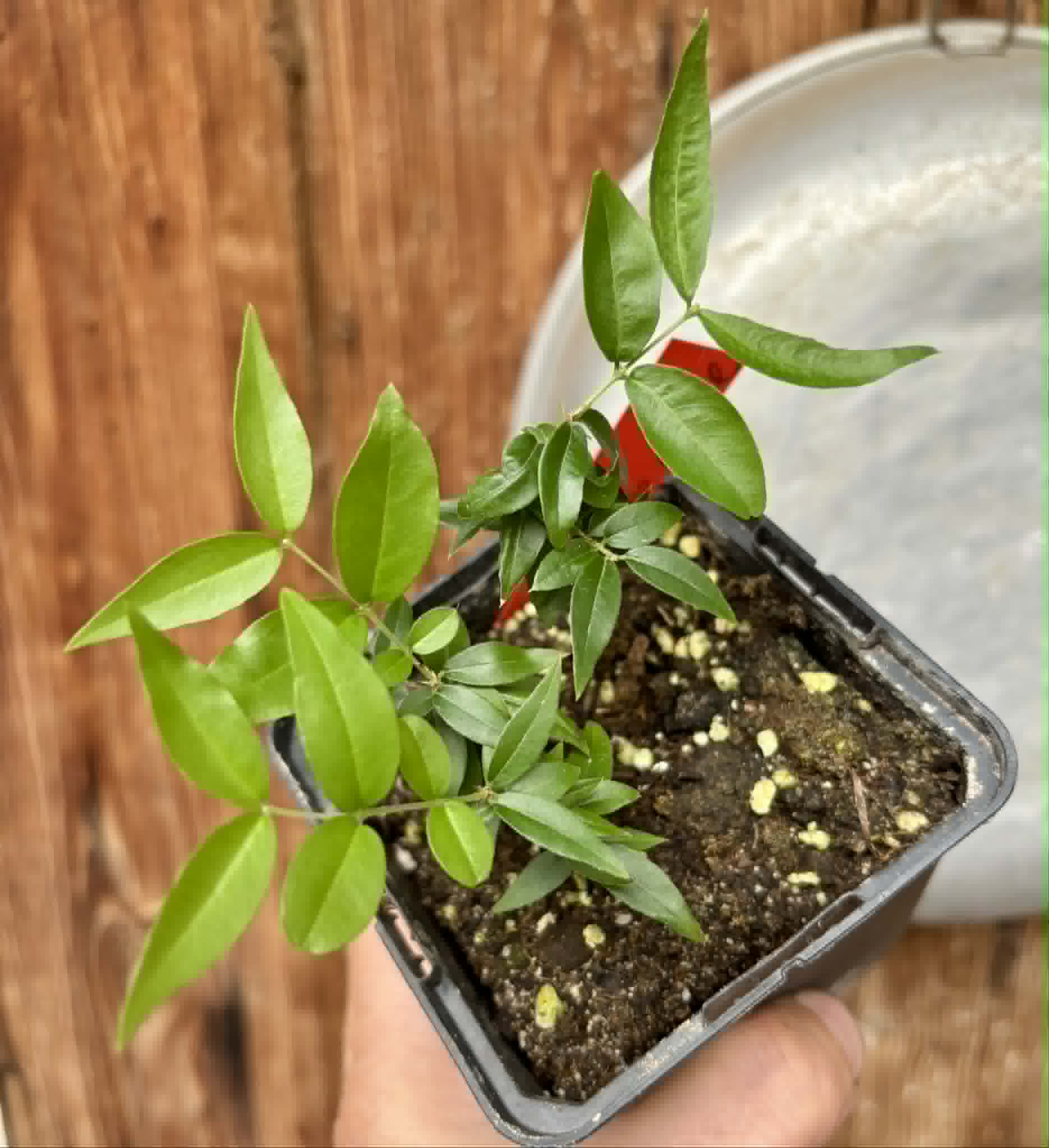 3 in 1 pot - Jaboticaba - Plinia sp Pingo de Mel (Vilela A3) -  3 potted seedlings / 3  getopfte Sämlinge