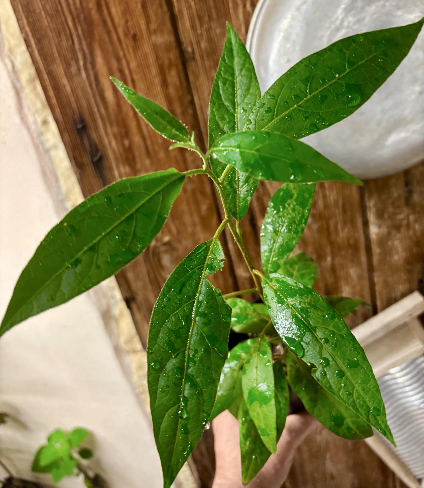 Solanum sp. Mata Escura - 1 potted plant / 1 getopfte Pflanze