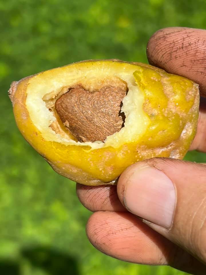 Nam Nam (Cynometra cauliflora) -  1 potted seedling / 1 getöpfter Sämling