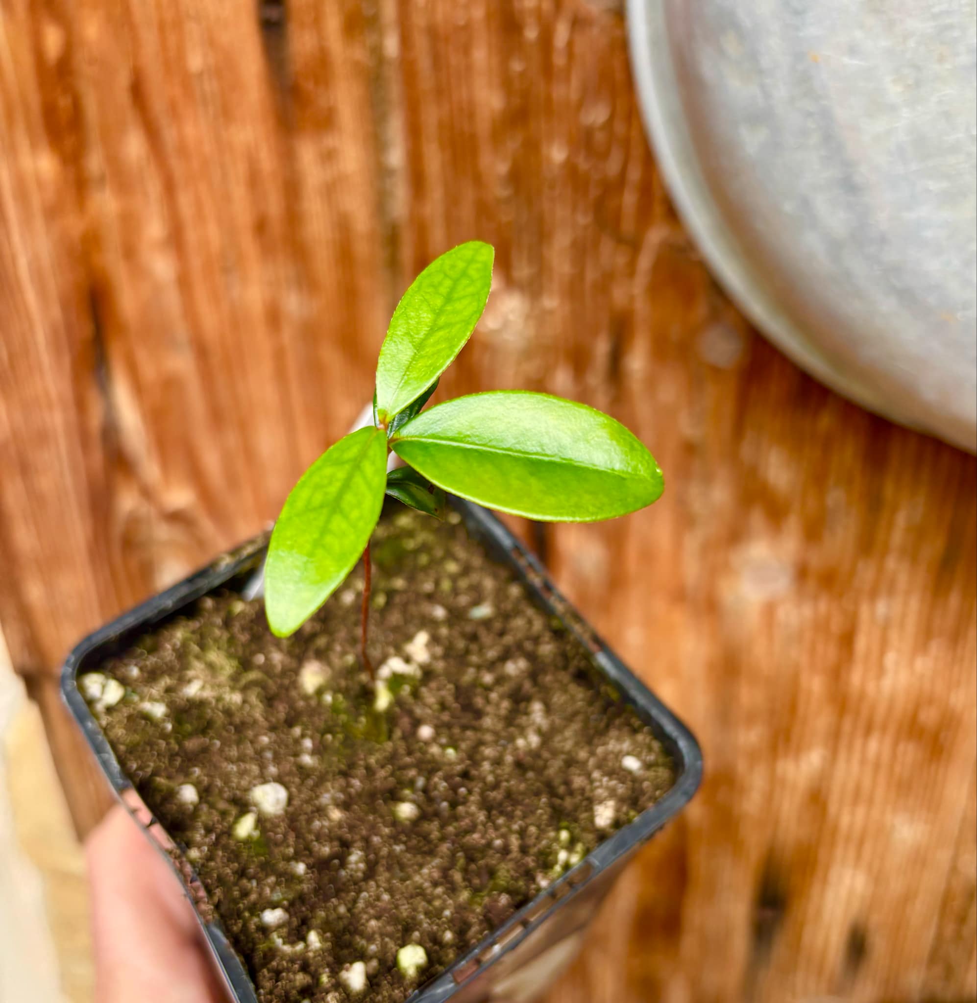 Eugenia reinwardtiana - Cedarbay Cherry -  1 small potted seedling / 1 kleiner, getopfter Sämling