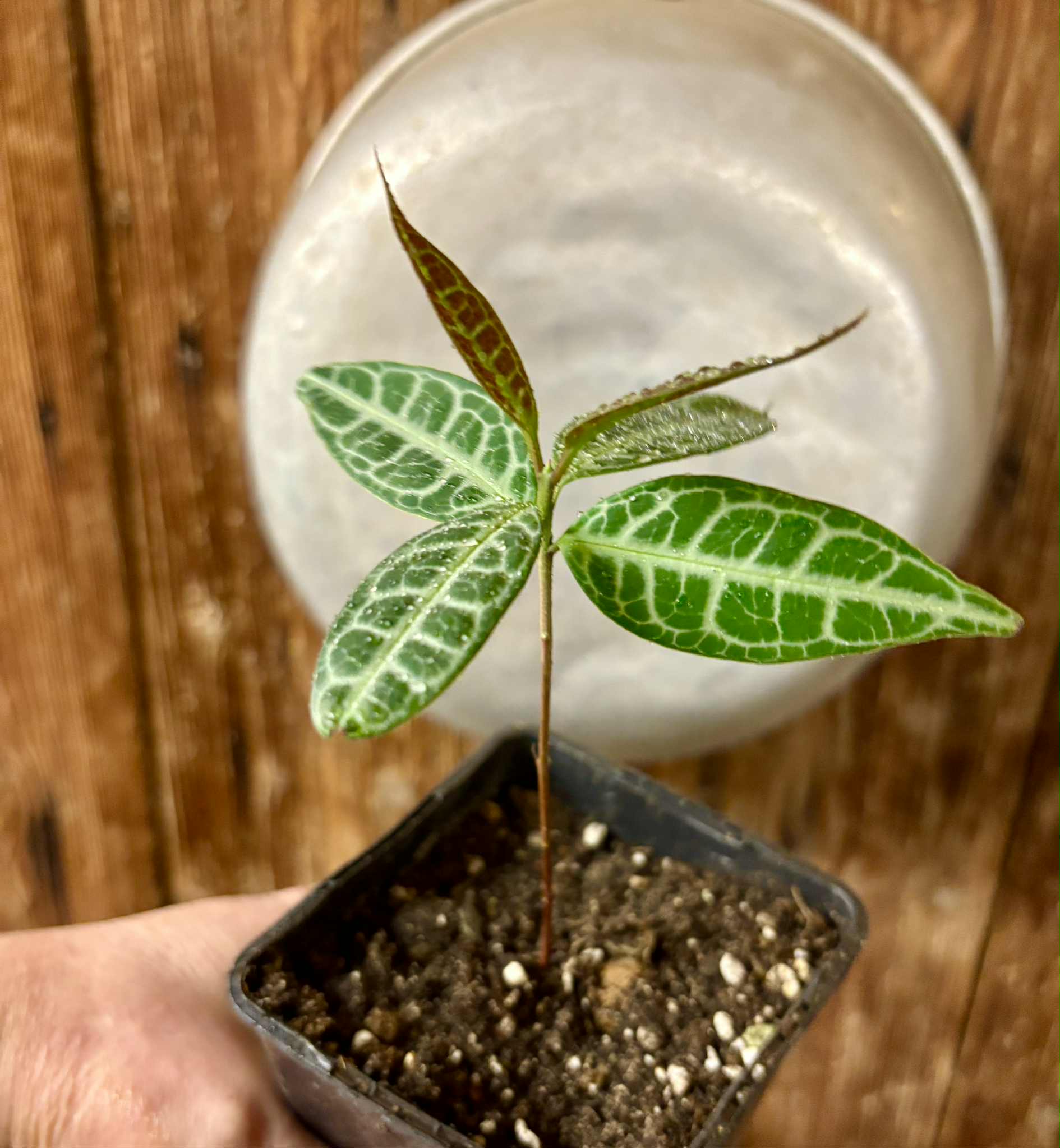 Eugenia sp Labisia -  1 potted seedling / 1 getopfter Sämling