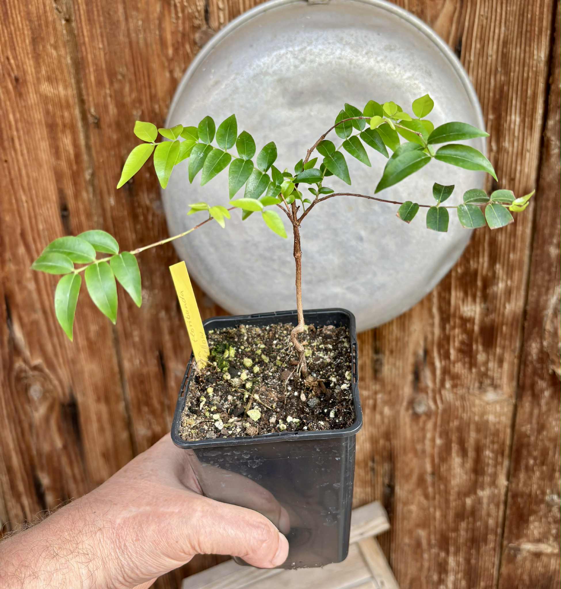 our last plant - Myrciaria floribunda var. yellow - 1 potted plant / 1 getopfte Pflanze