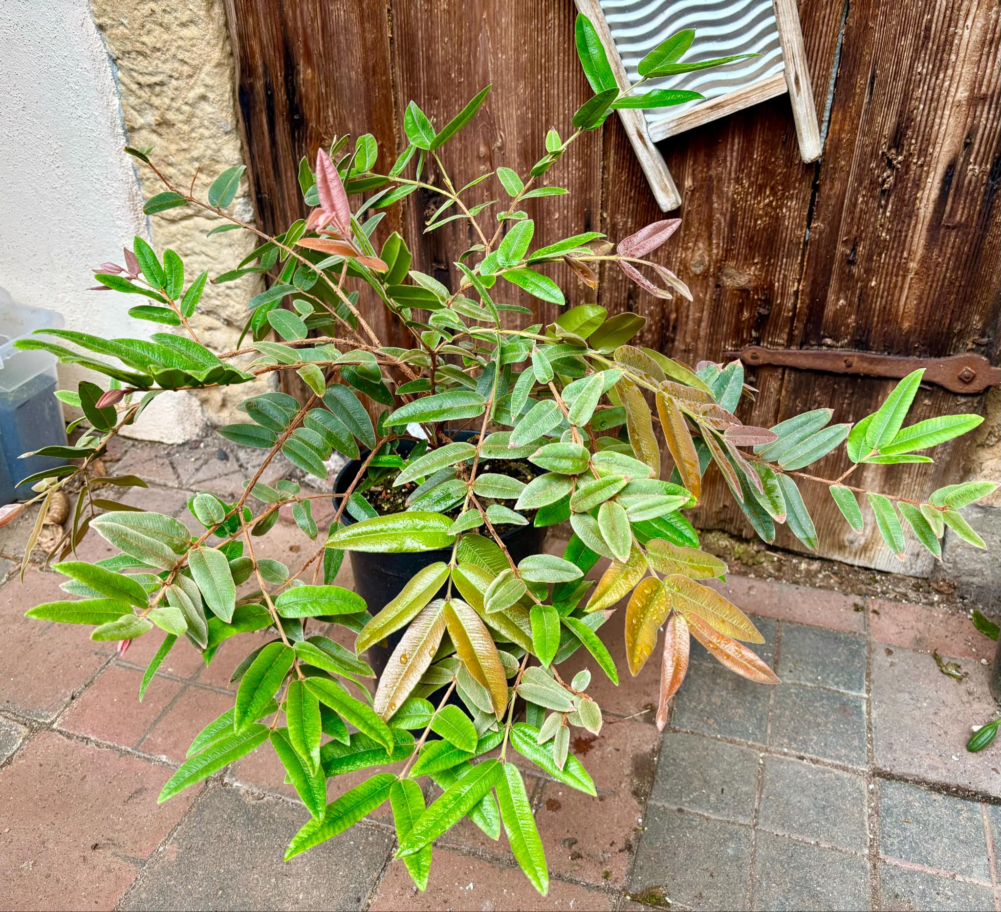 5 years old - Myrciaria caerulescens (Roxa - Blue Guaquiea) - 1 potted plant / 1 getopfte Pflanze 5 years old - Myrciaria caerulescens (Roxa - Blue Guaquiea) - 1 potted plant / 1 getopfte Pflanze