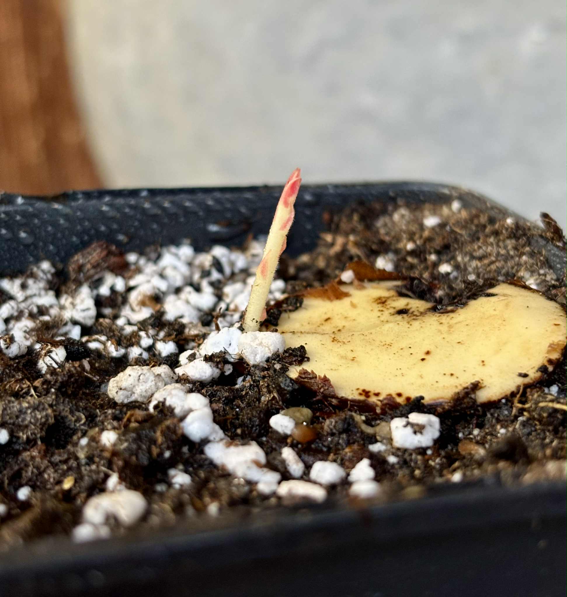 Plinia longiacuminata Nr. 2 -  1 potted seedling / 1 getopfter Sämling