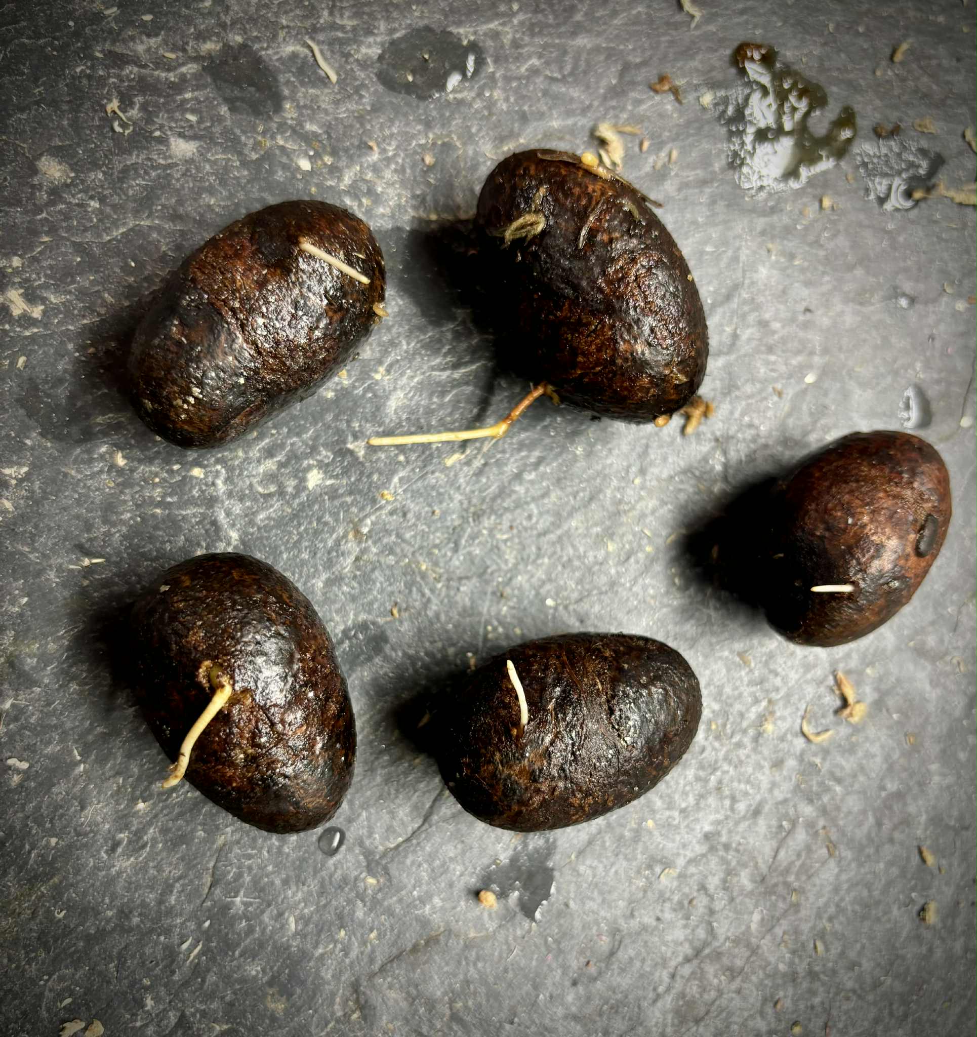 Eugenia umbrosa -  1 germinated seed / 1 gekeimter Samen