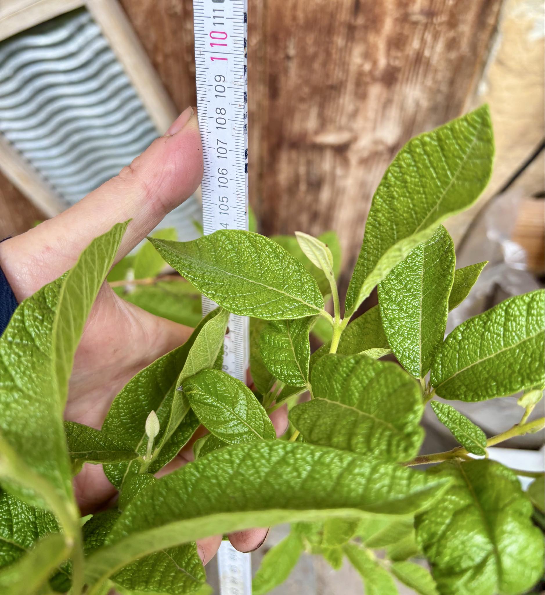 7 years old -  Campomanesia guazumifolia - 1 pottet plant / 1 getopfte Pflanze