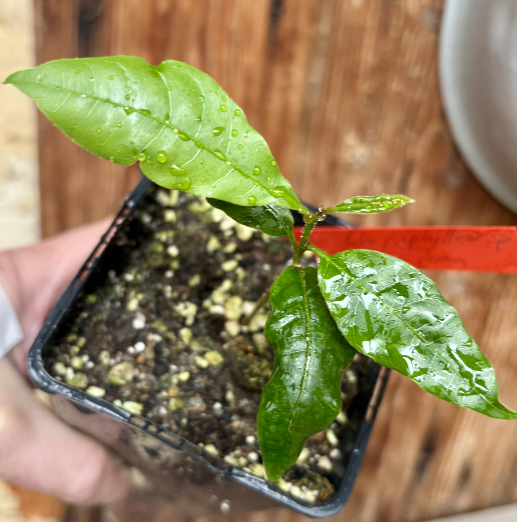 Chrysophyllum sp Abiu Rondonia - 1 potted seedling / 1 getopfter Sämling