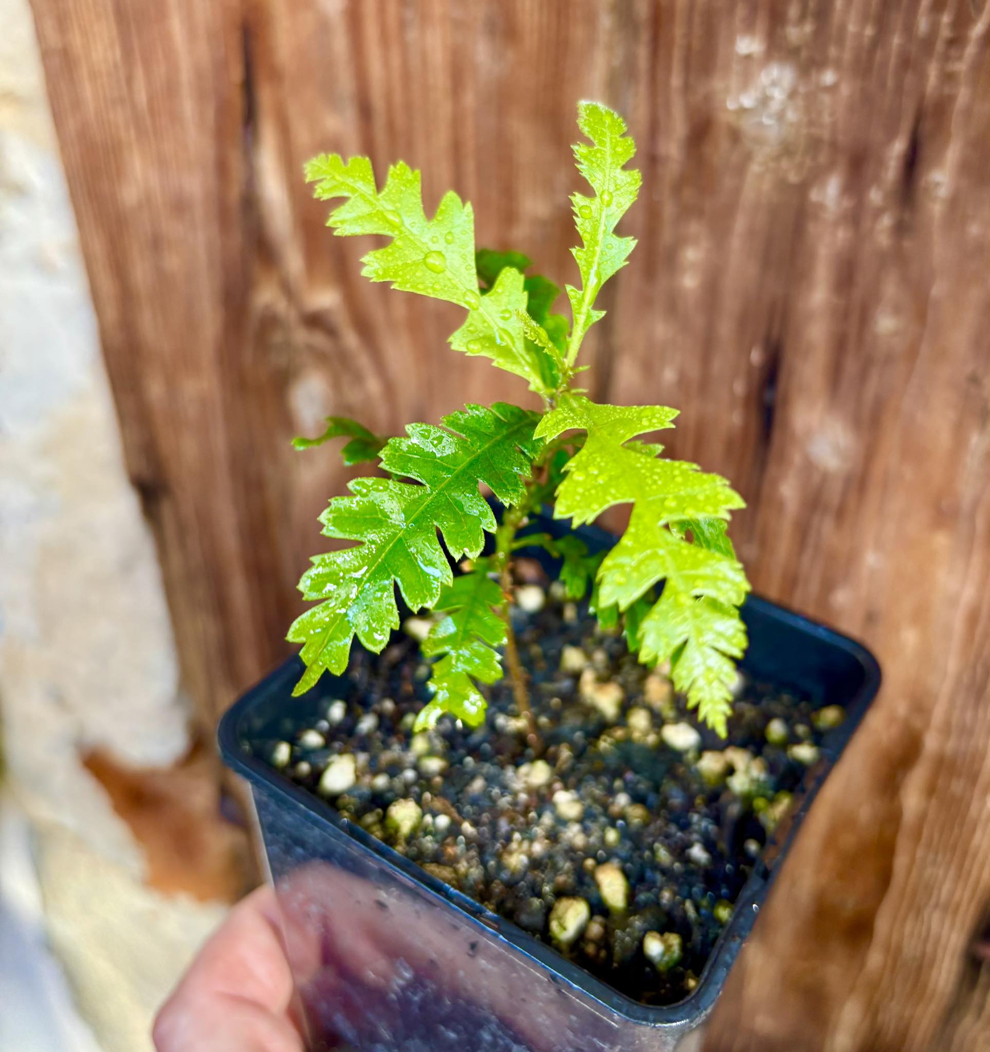last seedling - Yangmei - Myrica rubra - 1 potted plant / 1 getopfte Pflanze last seedling - Yangmei - Myrica rubra - 1 potted plant / 1 getopfte Pflanze