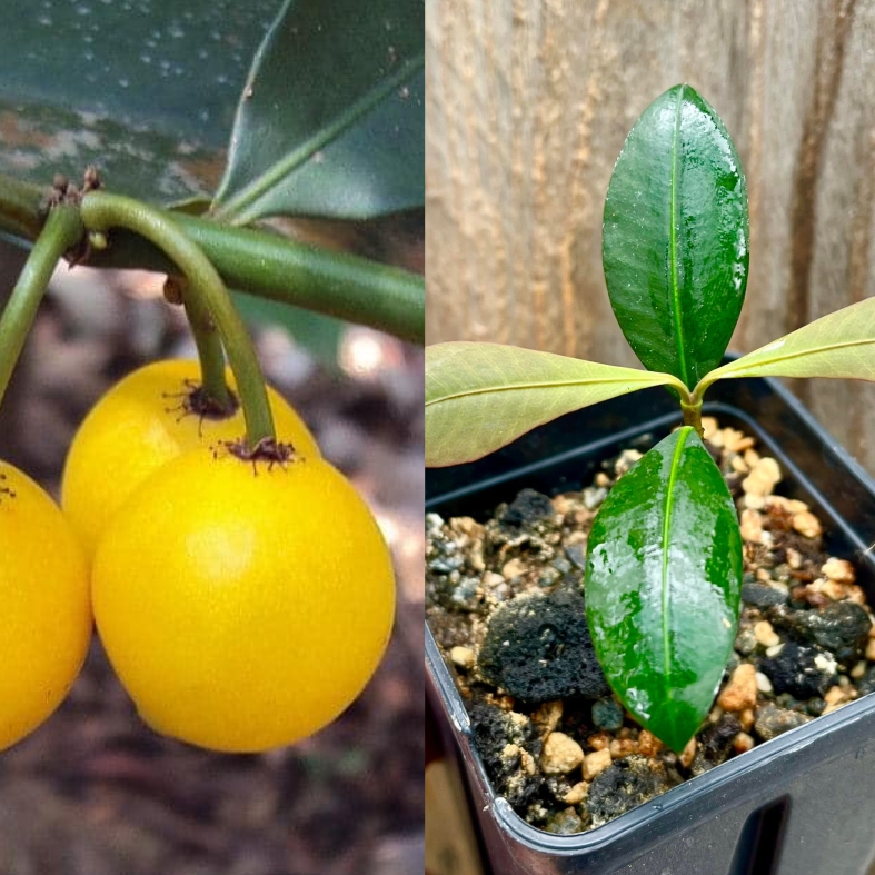 Lemon Drop Mangosteen Garcinia intermedia