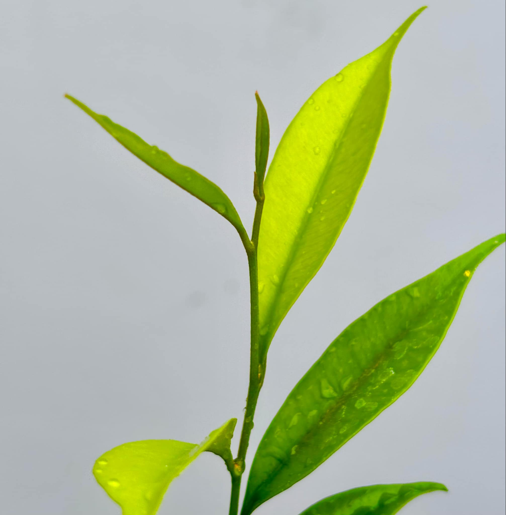 Diploon cuspidatum  -  1 potted seedling / 1 getopfter Sämling