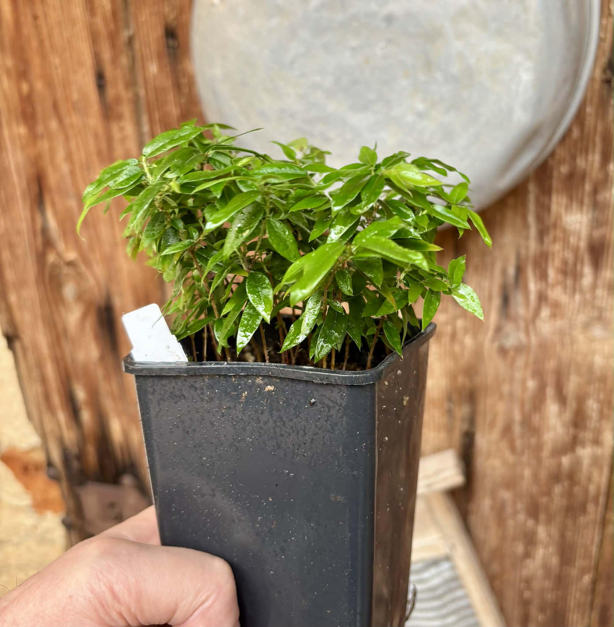 19 in 1 pot - Jaboticaba - Plinia sp Pingo de Mel (Vilela A3) -  1 potted seedling / 1  getopfter Sämling