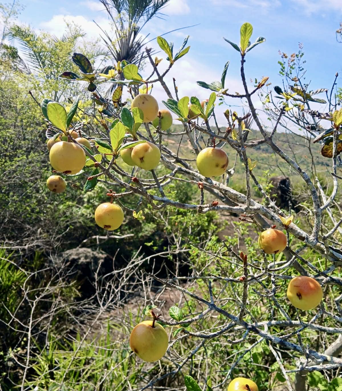 Pre Order - Eugenia duarteana - 1 fresh seed / 1 frischer Samen