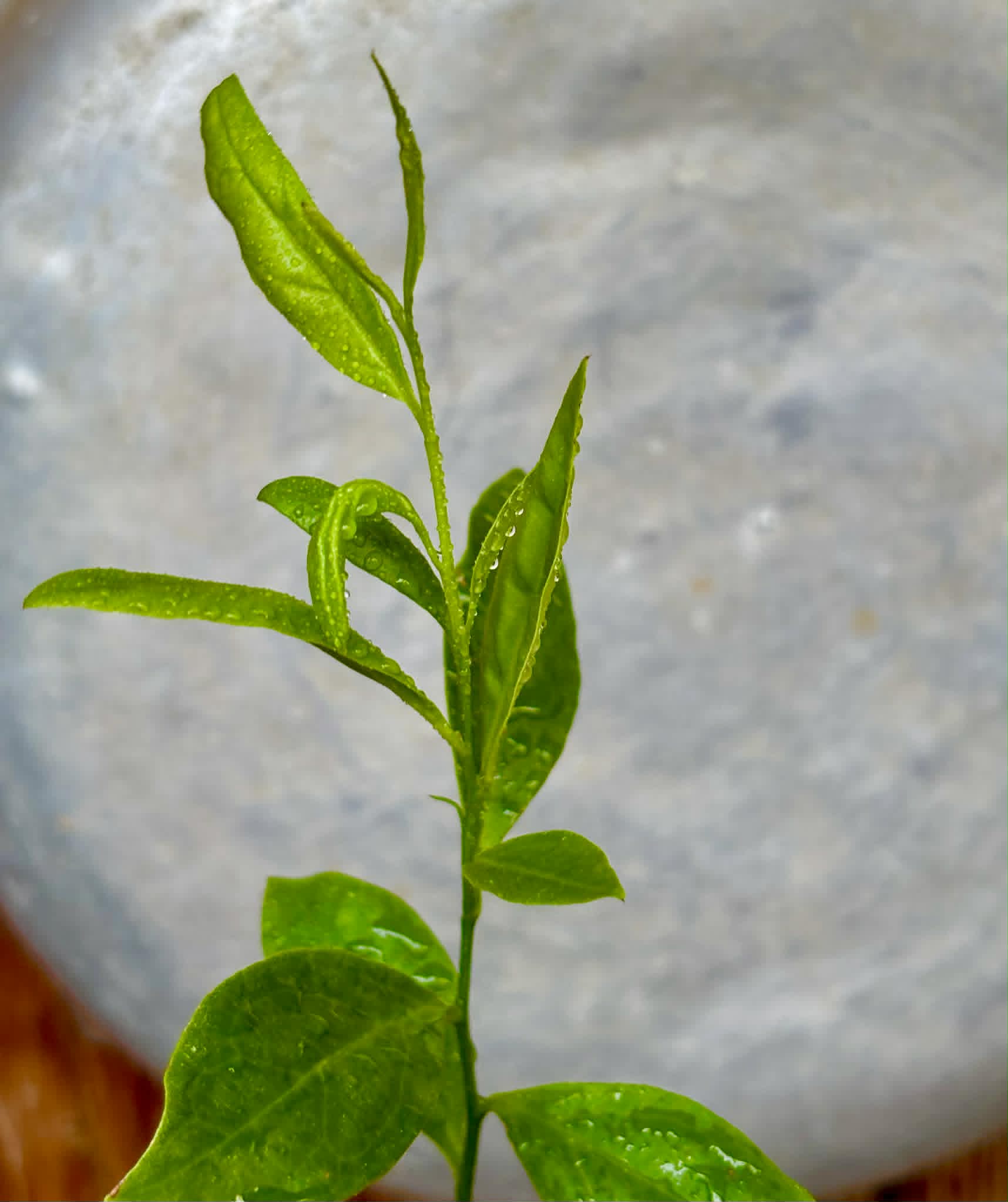 Ximenia americana - Ameixa da Caatinga - 1 potted seedling / 1 getopfter Sämling
