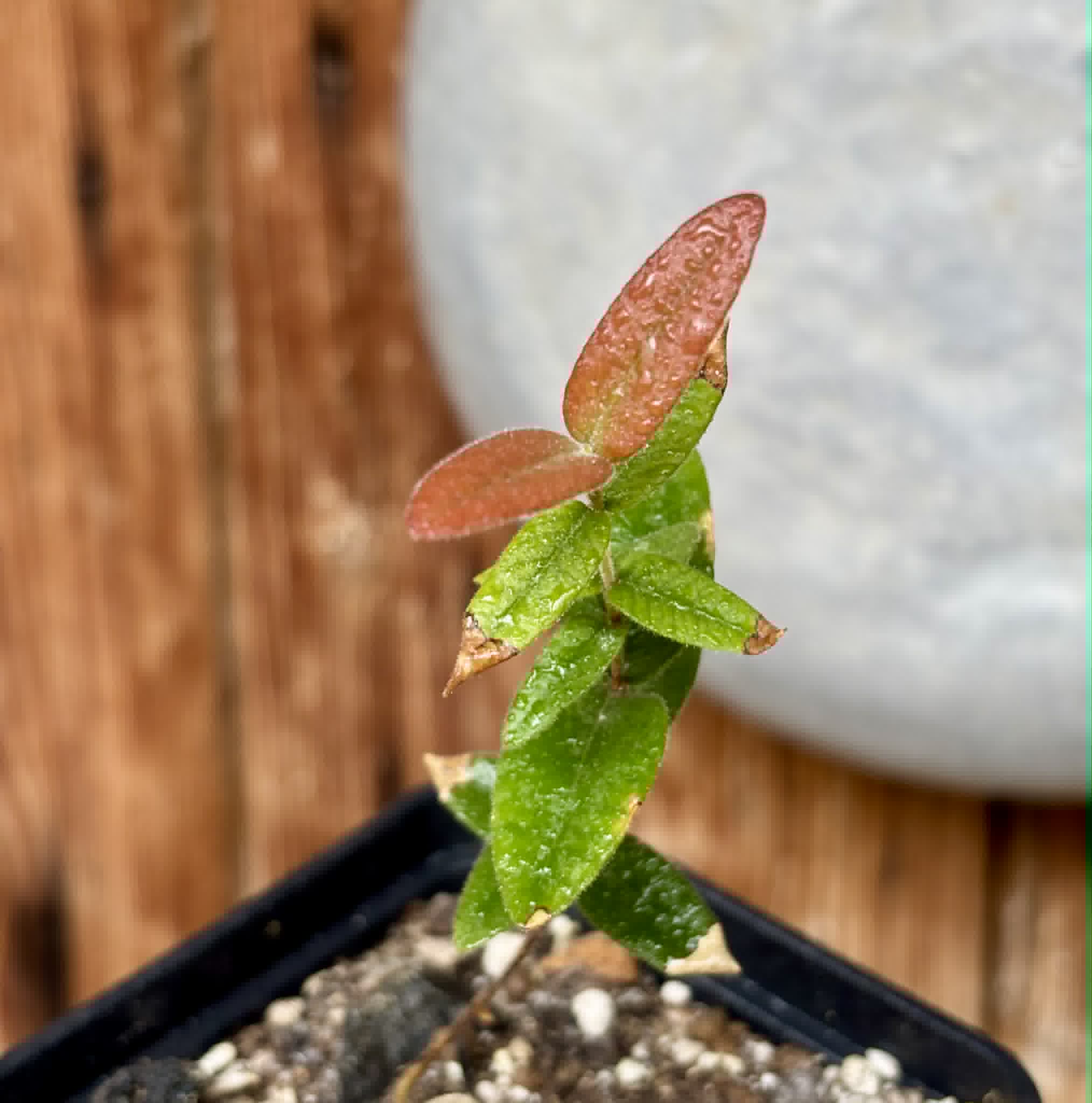 Myrciaria caerulescens (Roxa - Blue Guaquiea) - 1 potted seedling / 1 getopfter Sämling