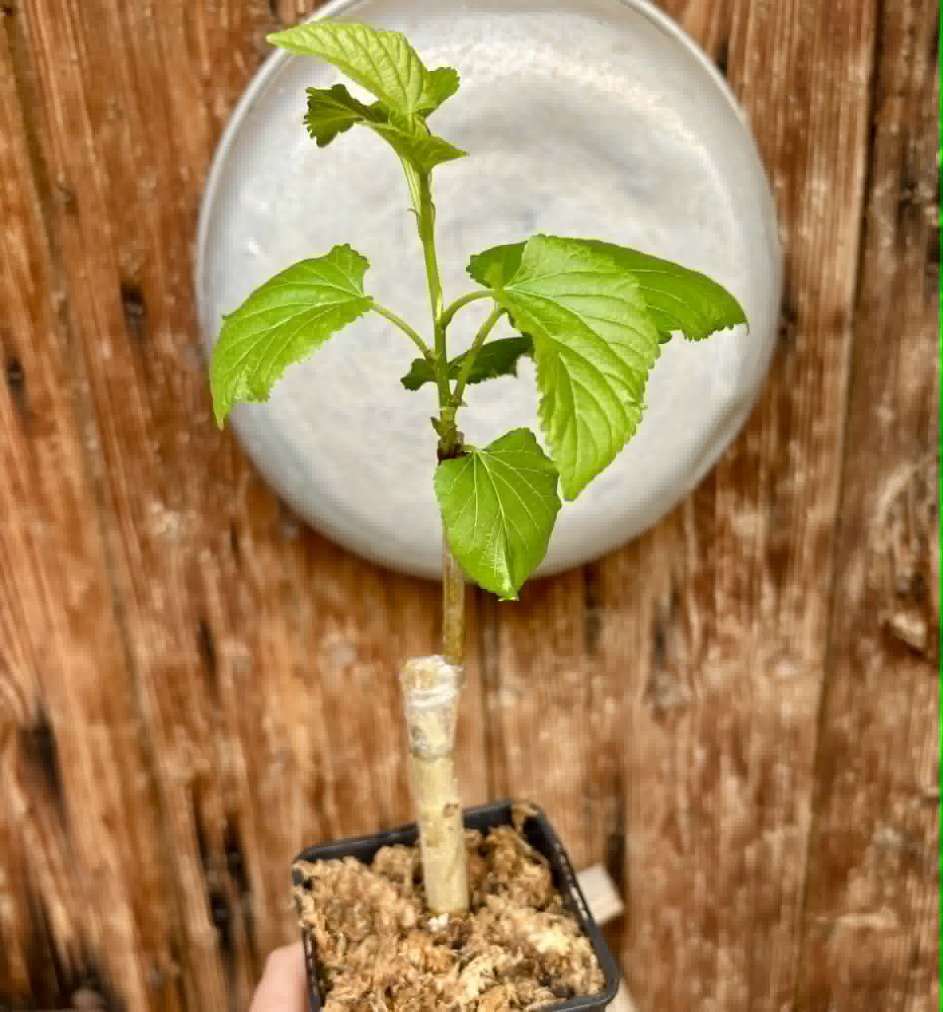 Muang N2 (Morus alba Hybrid 'Muang N2') - 1 grafted, potted plant / 1 veredelte, getopfte Pflanze