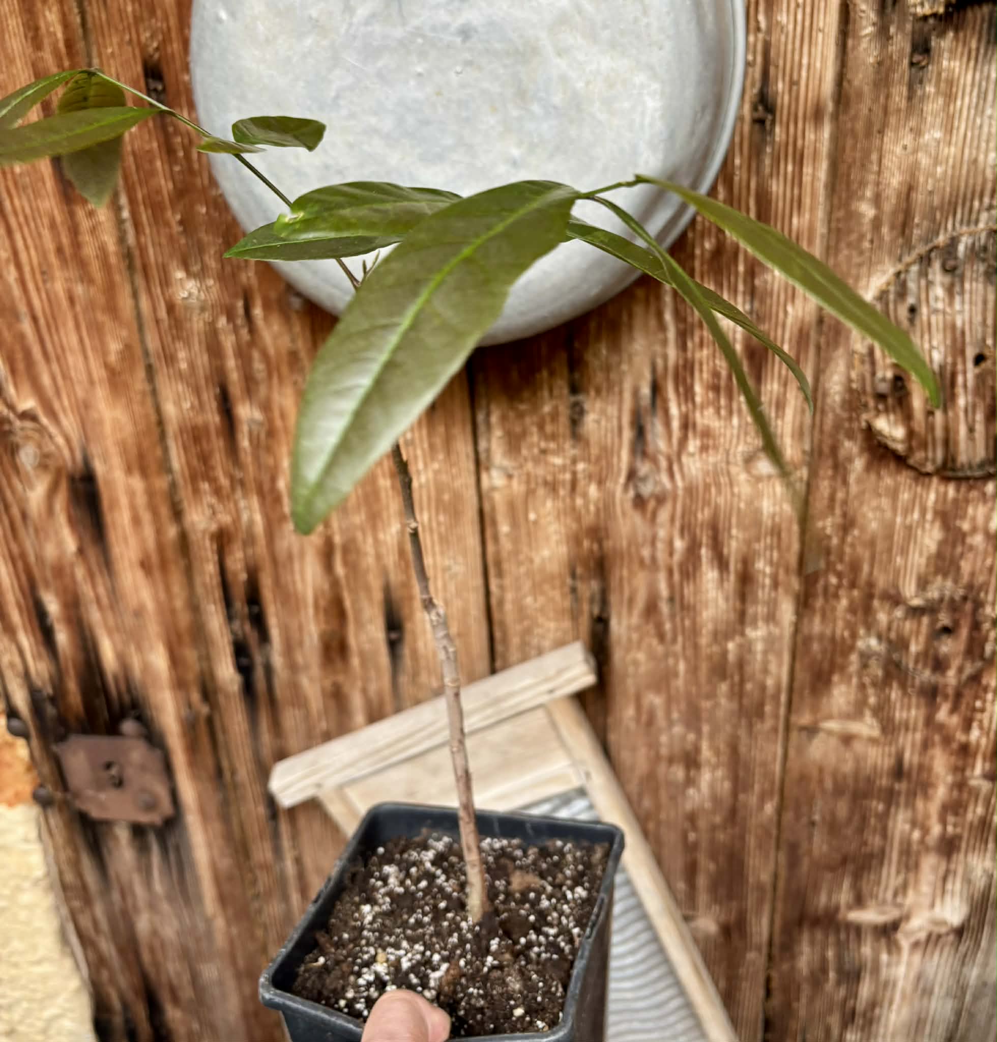 over 2 years old - Longan (Dimocarpus longan) - 1 potted plant / 1 getopfte Pflanze