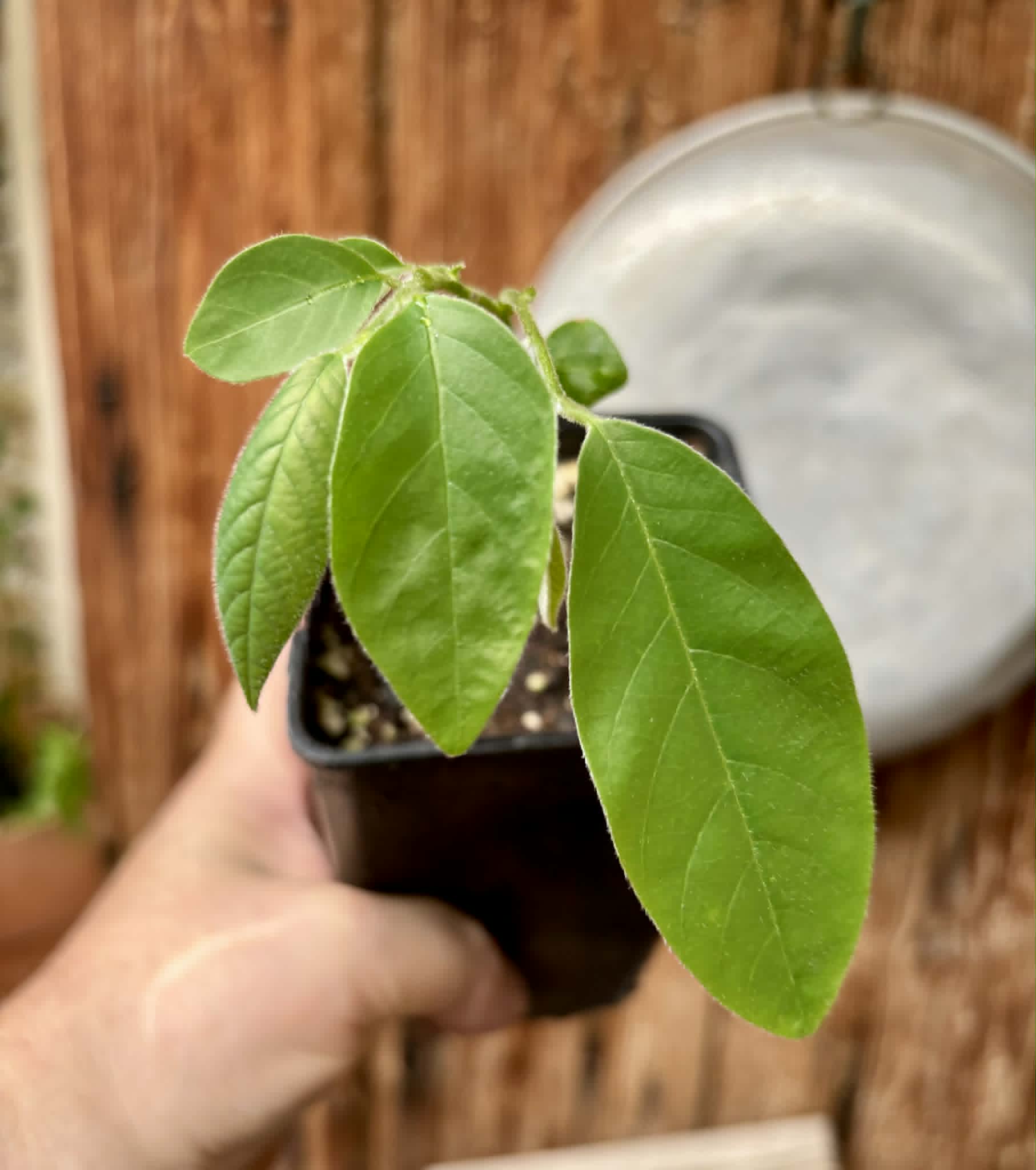 Annona sylvatica - 1 potted plant / 1 getopfte Pflanze