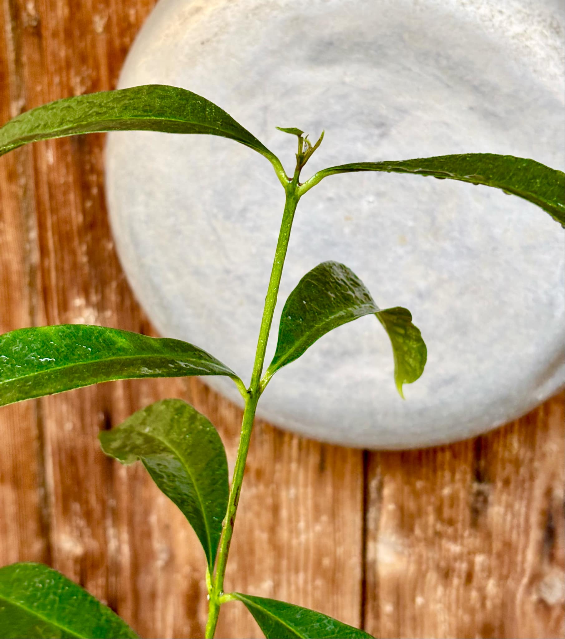 Syzygium cumini - 1 potted plant / 1 getopfte Pflanze