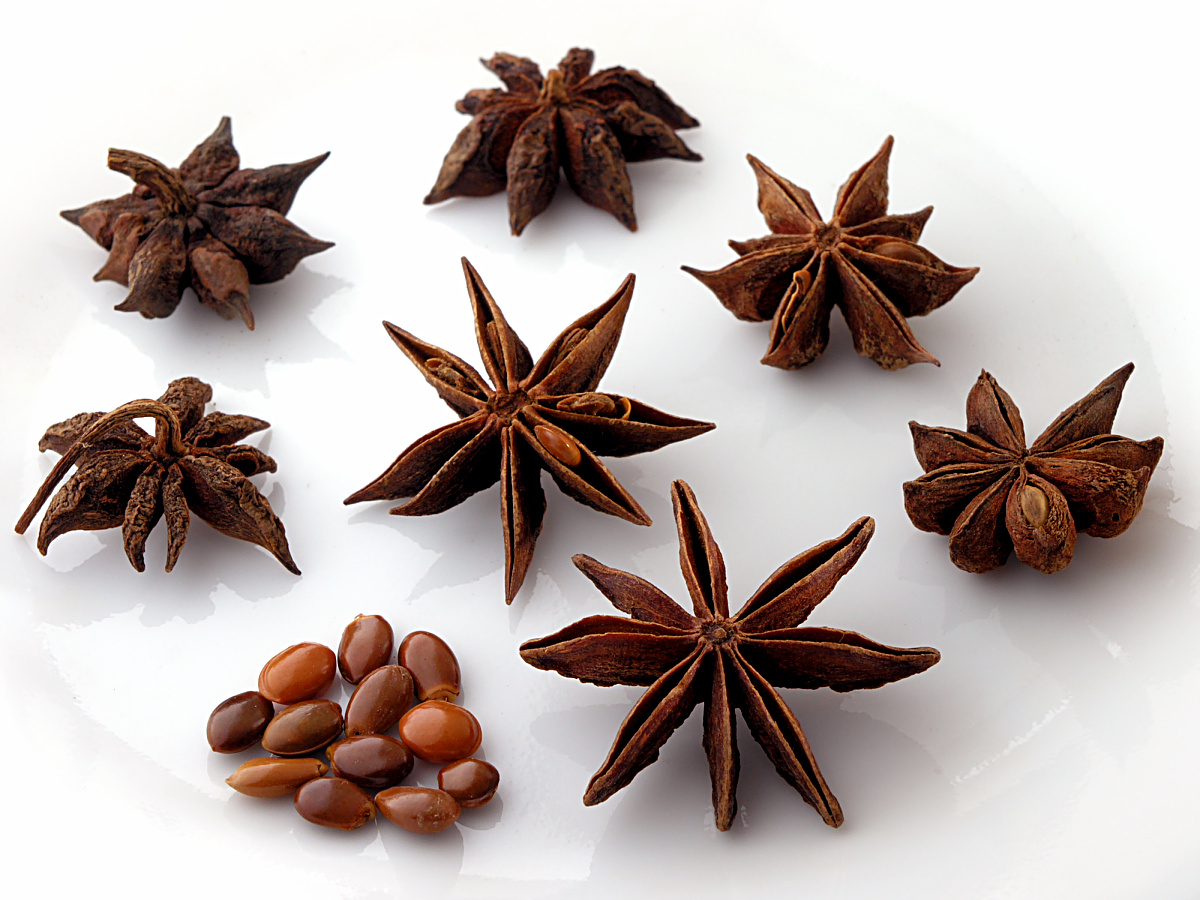 Star-Anise (Illicium verum) - 10 fresh seeds / 10 frische Samen
