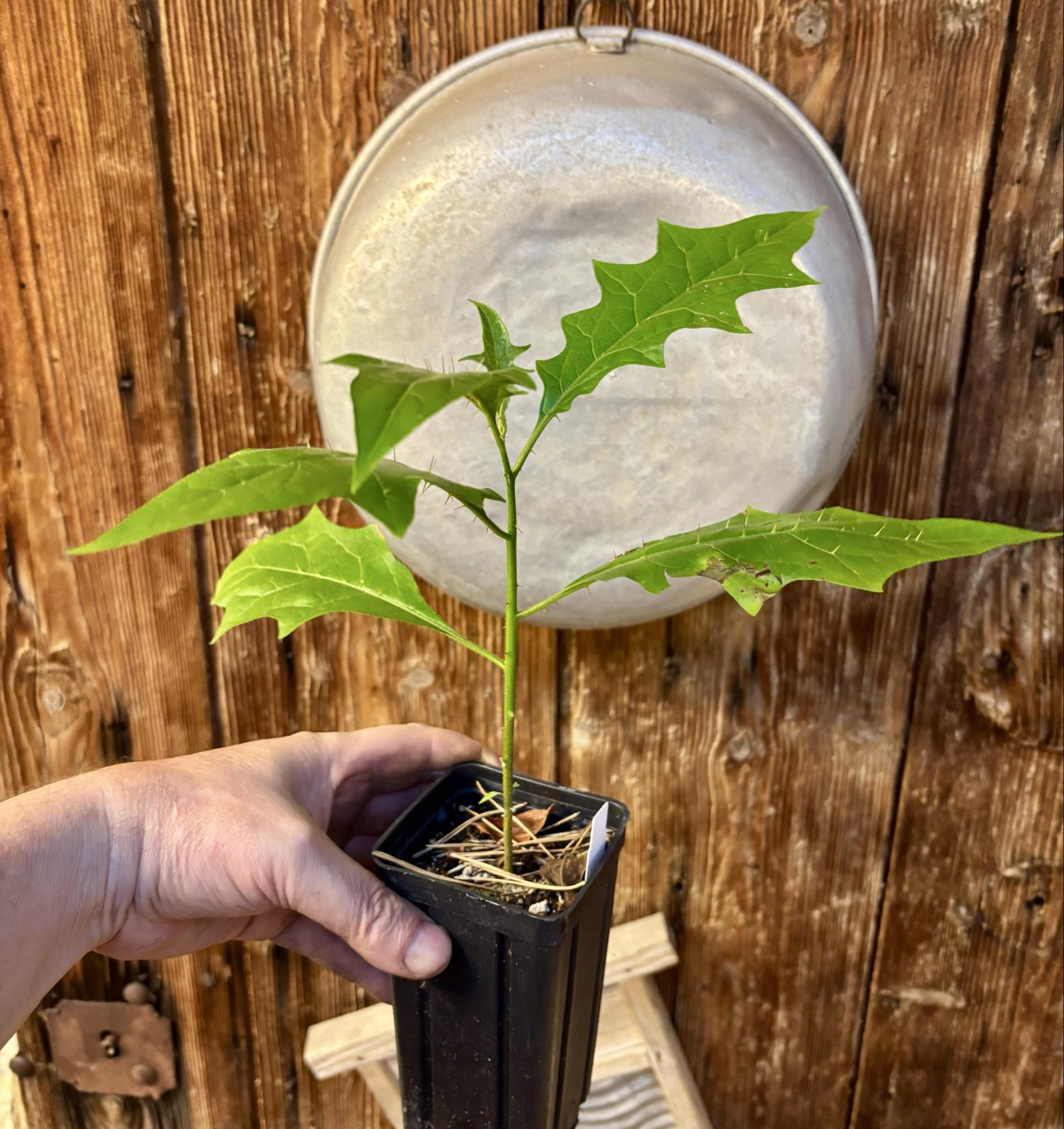 Juá do Jequitinhonha (Solanum schizandrum) - 1 potted seedling / 1 getopfter Sämling Juá do Jequitinhonha (Solanum schizandrum) - 1 potted seedling / 1 getopfter Sämling
