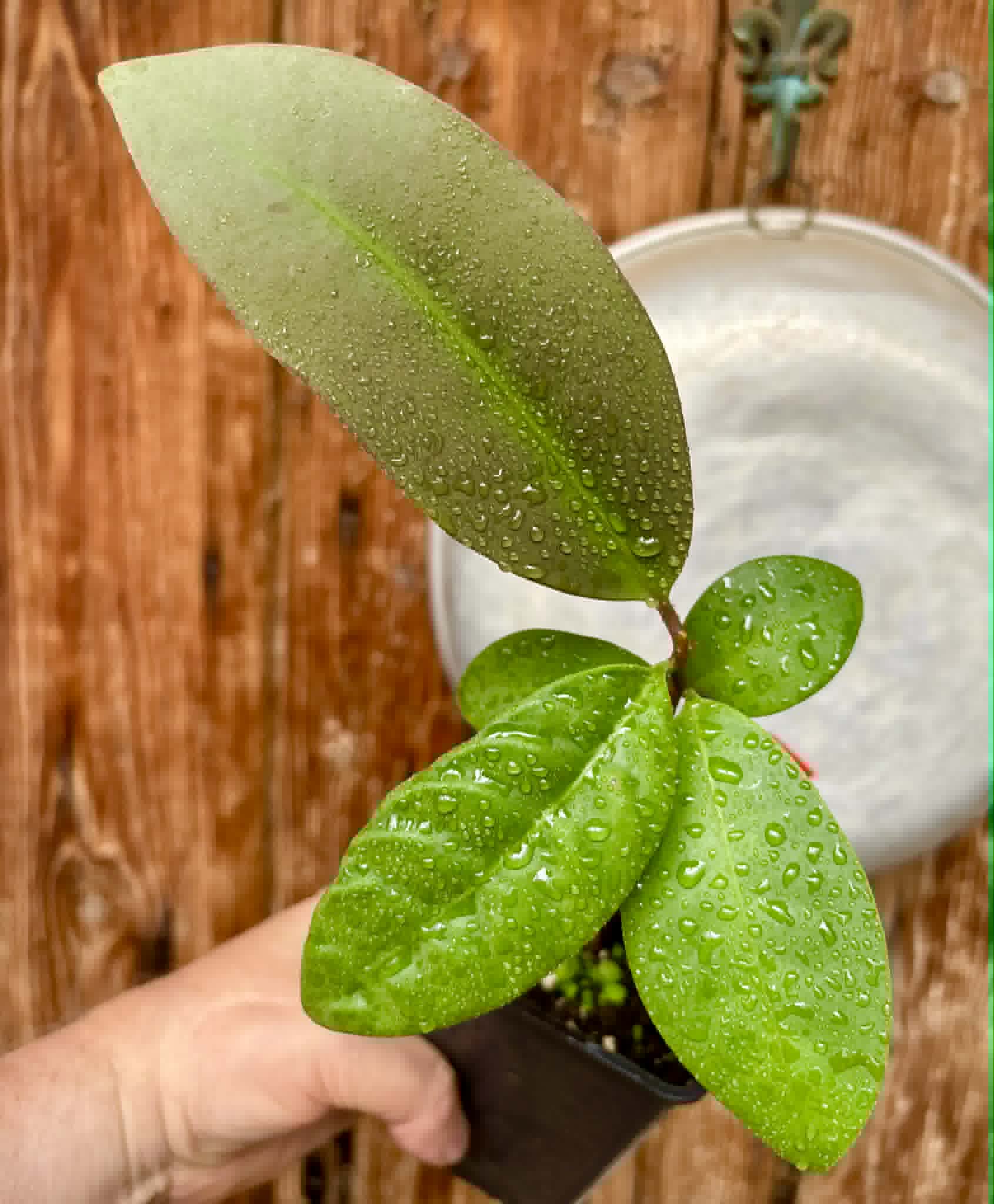 Eugenia sp Unana -  1 potted seedling / 1 getopfter Sämling