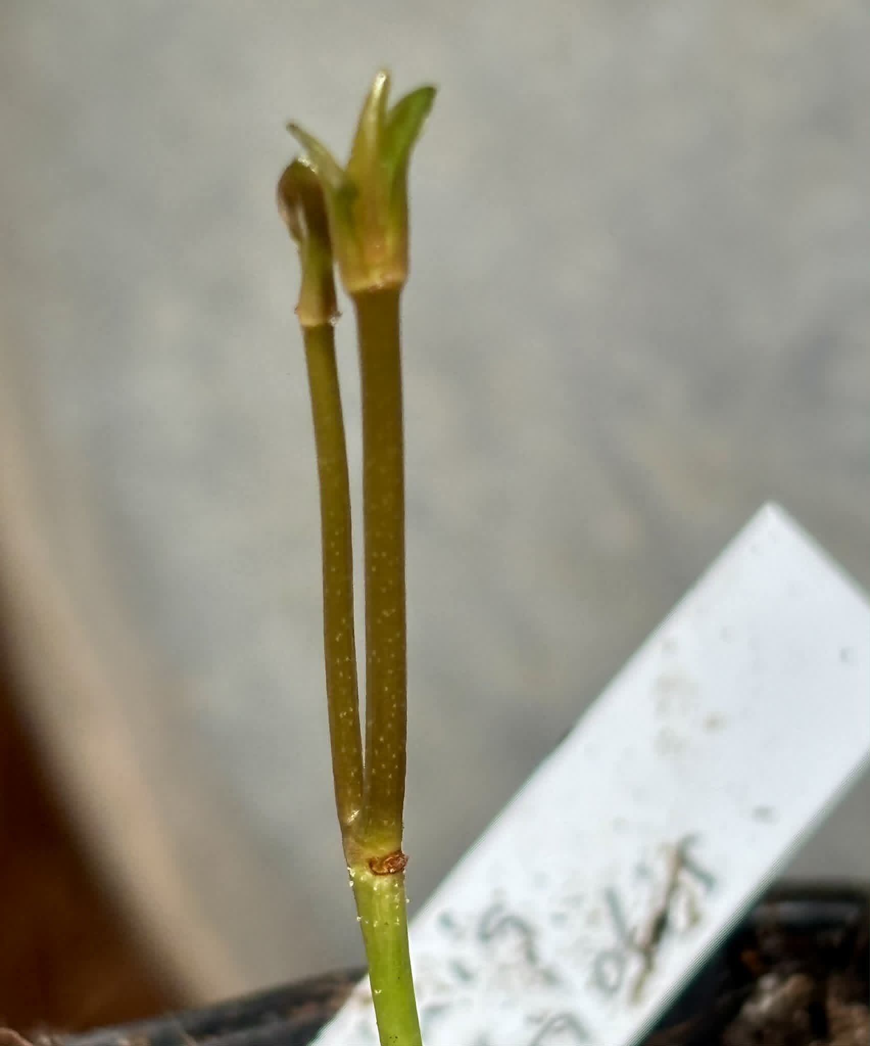 Garcinia atroviridis var ruby - 1 potted seedling / 1 getopfter Sämling