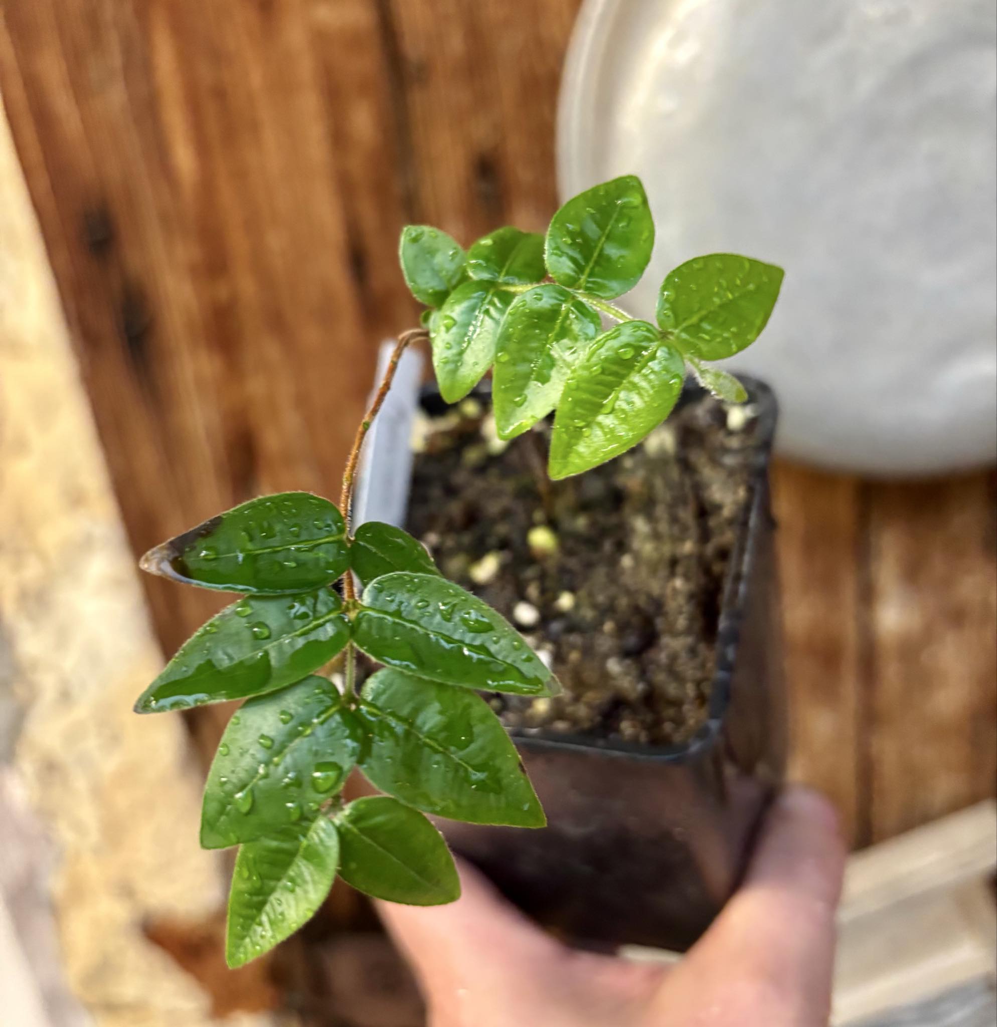 Myrciaria pilosa -  1 small potted seedling  / 1 kleiner getopfter Sämling Myrciaria pilosa -  1 small potted seedling  / 1 kleiner getopfter Sämling