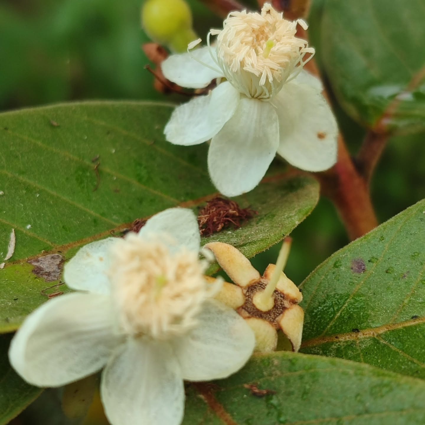 Brazilian Araçá Guava (Psidium guineense)  - 5 fresh seeds / 5 frische Samen