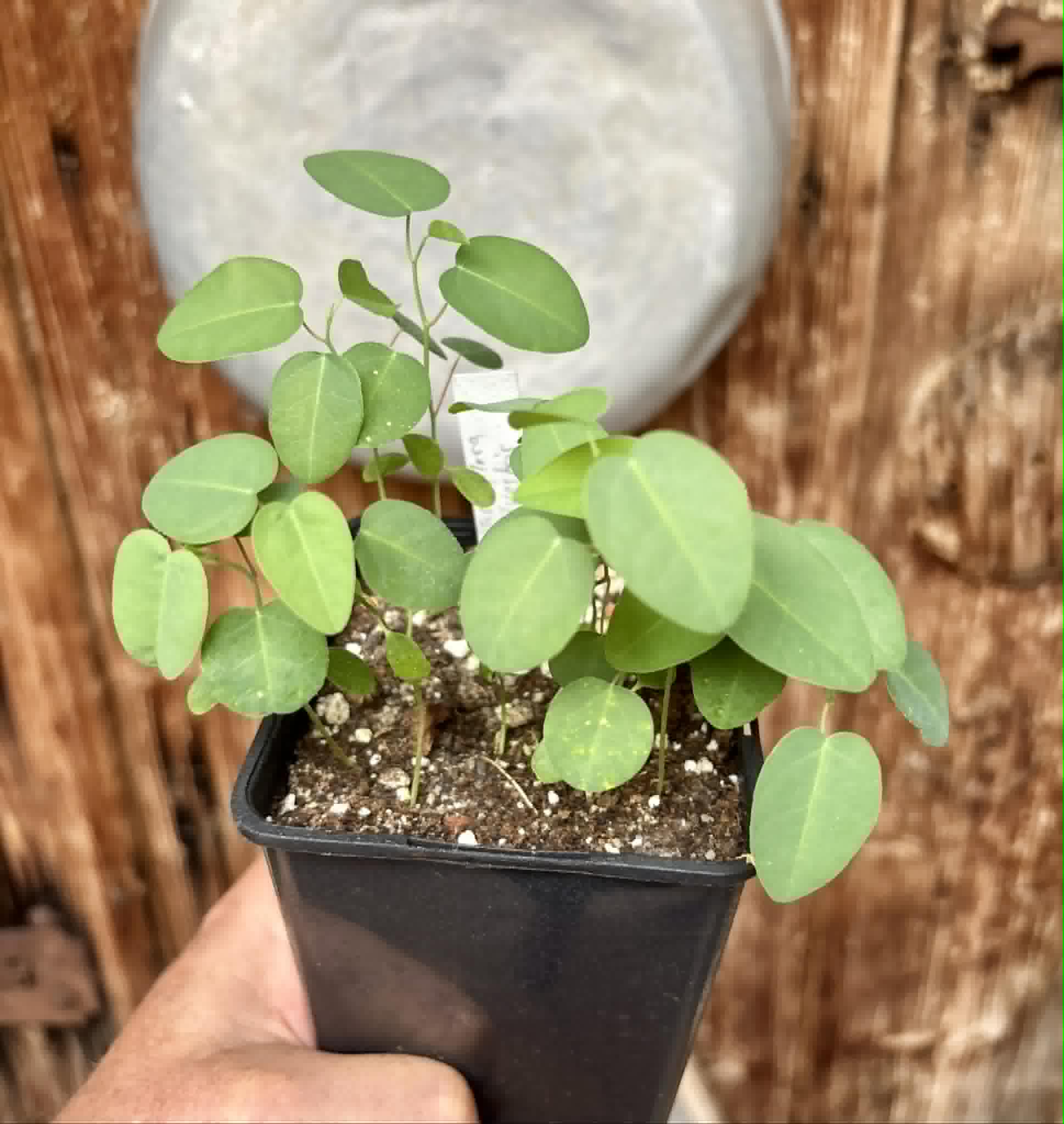 11 in 1 pot - Passiflora silvestris - 11 seedlings in one pot / 11 Sämlinge in einem Topf