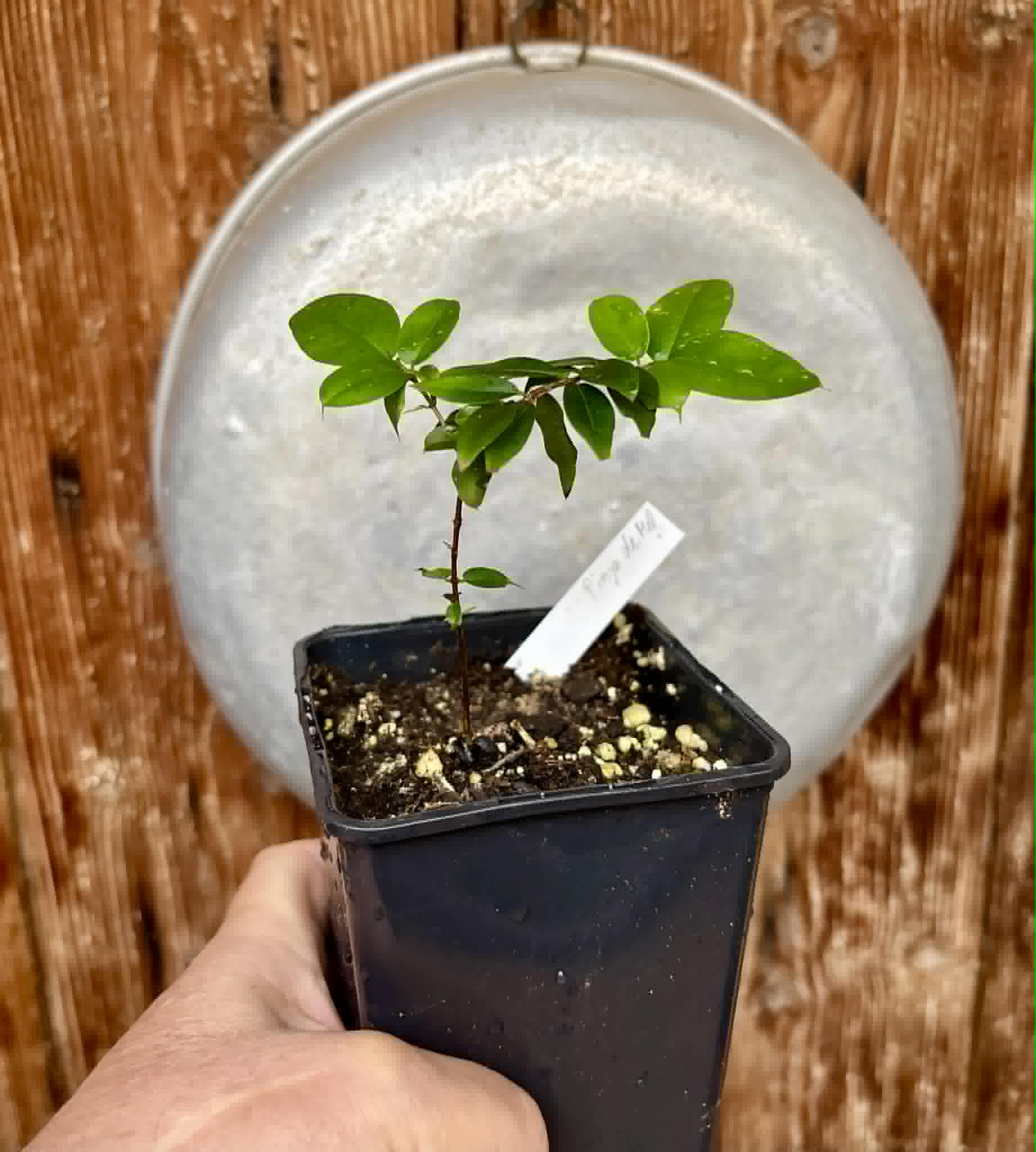 Jaboticaba - Plinia sp Pingo de Mel (Vilela A3) -  1 potted seedling / 1  getopfter Sämling