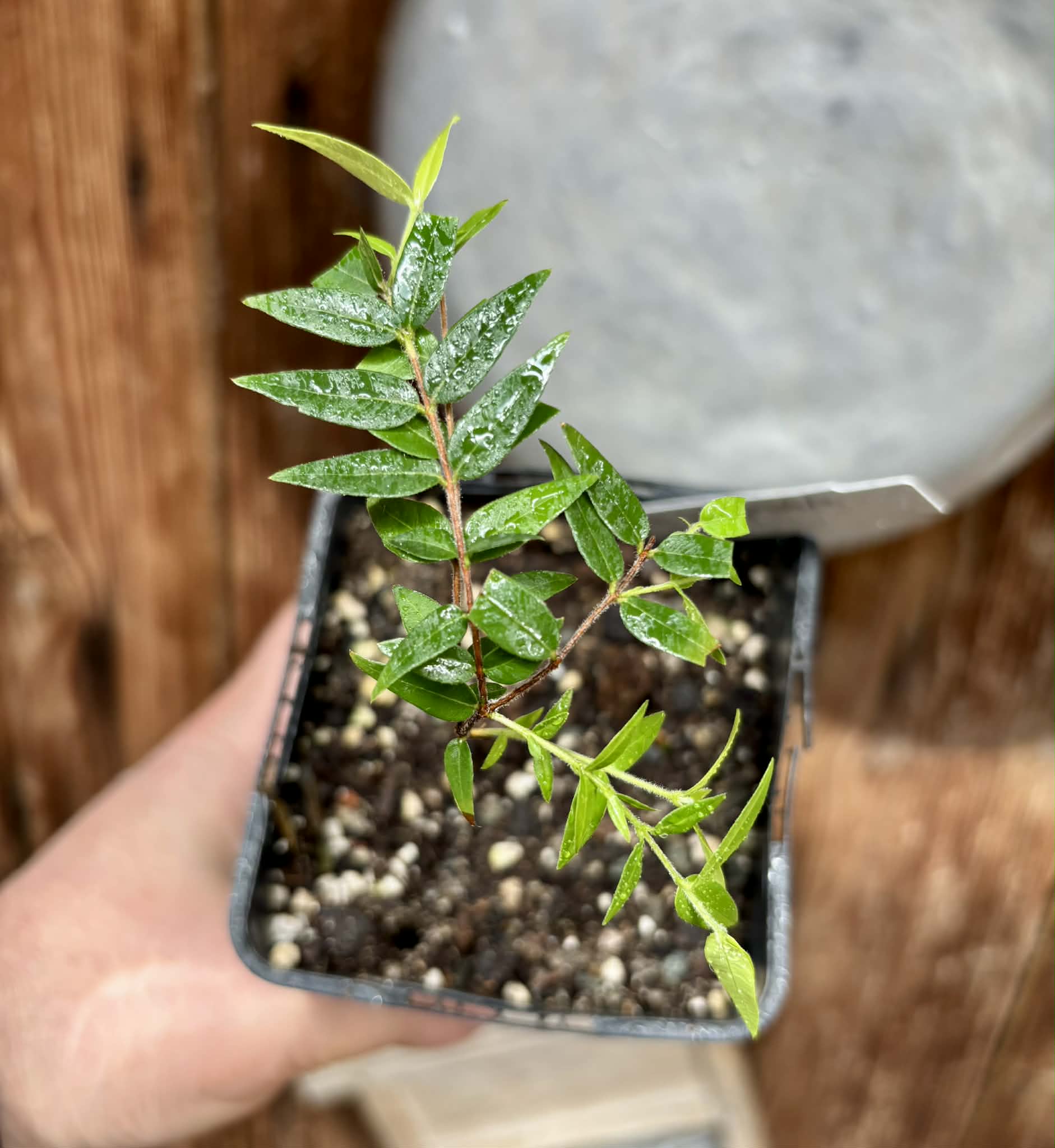 Myrciaria cuspidata YELLOW - 1 potted plant / 1 getopfte Pflanze